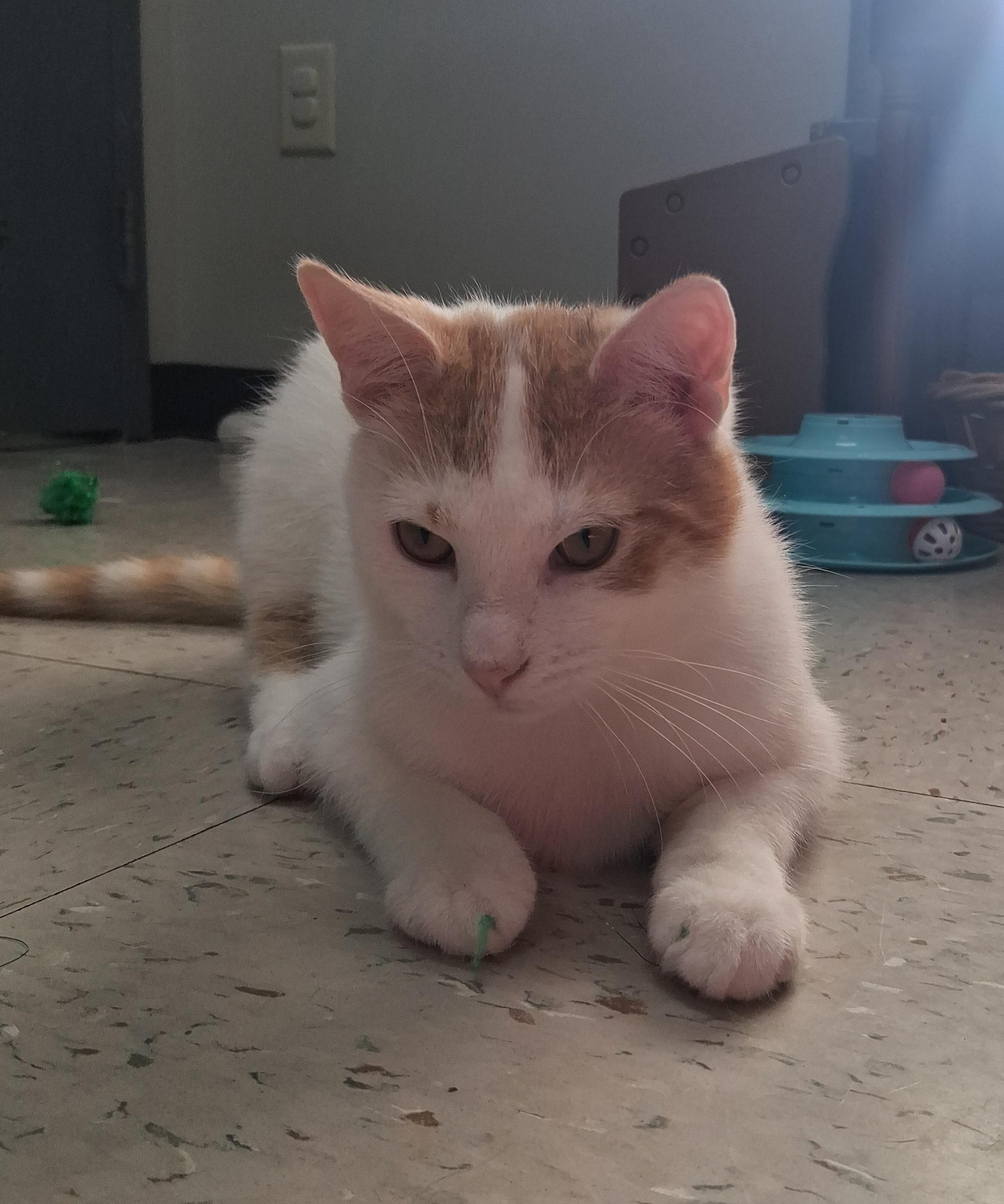 Enlarge Turbo, a Adoptable Domestic Short Hair in Onley, VA image 3/4