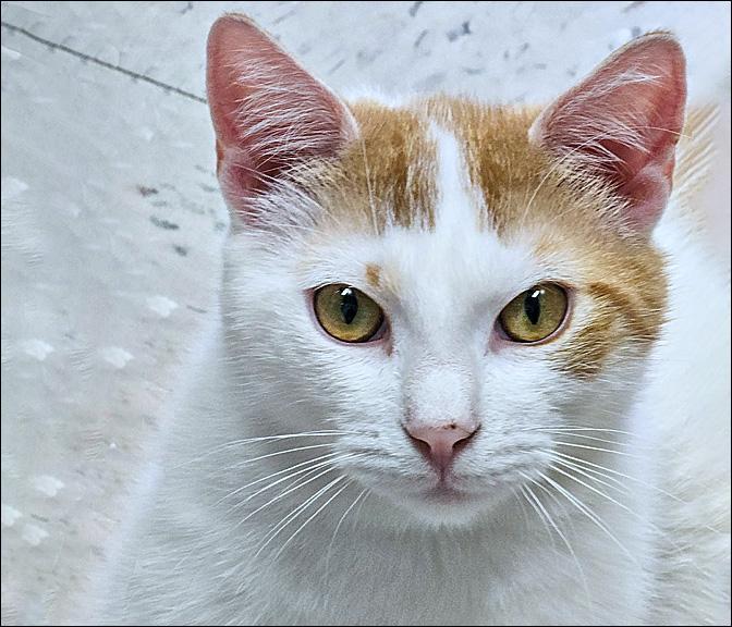Turbo, Adoptable, Young Male Domestic Short Hair.