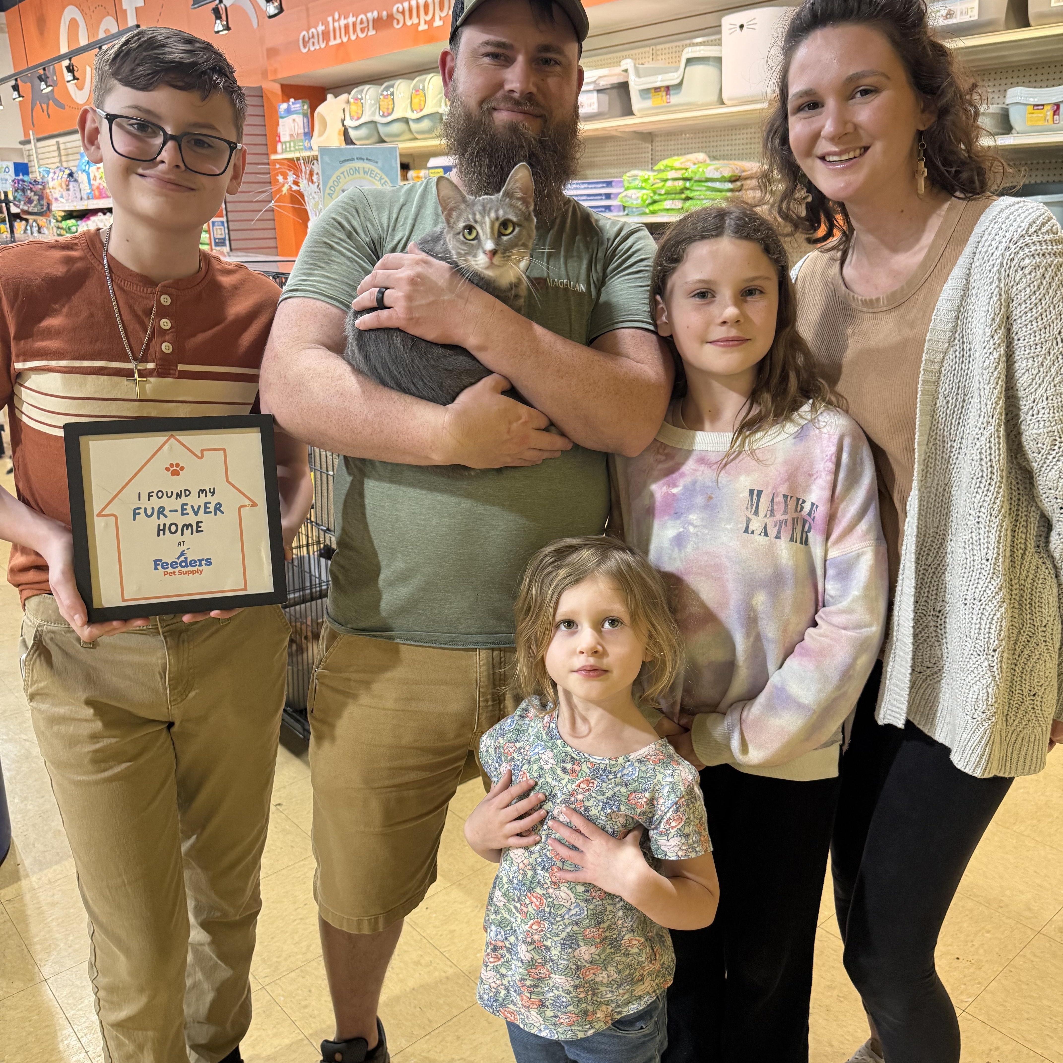 Enlarge Alice, an adopted Domestic Short Hair in Louisville, KY image 2/2