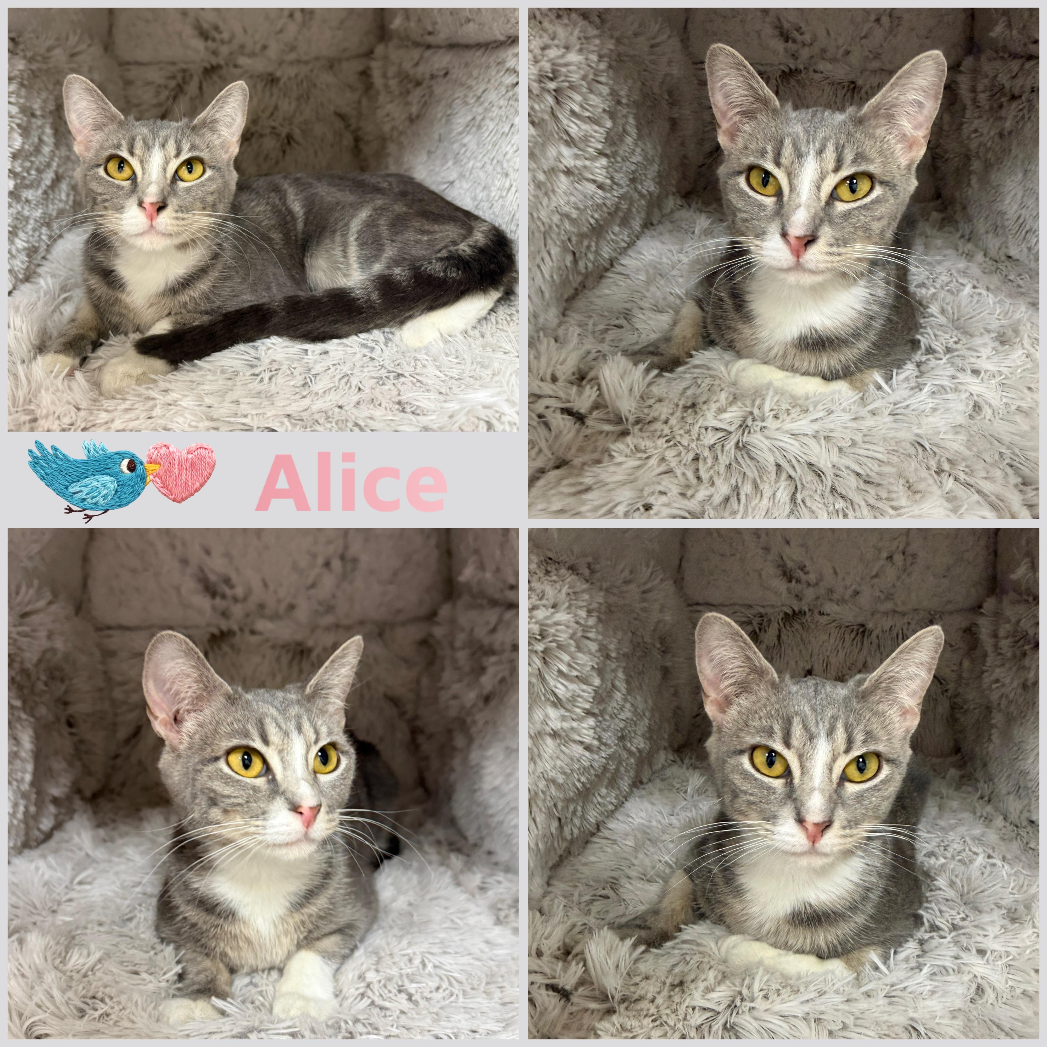 Alice, ADOPTABLE, Young Female Domestic Short Hair.