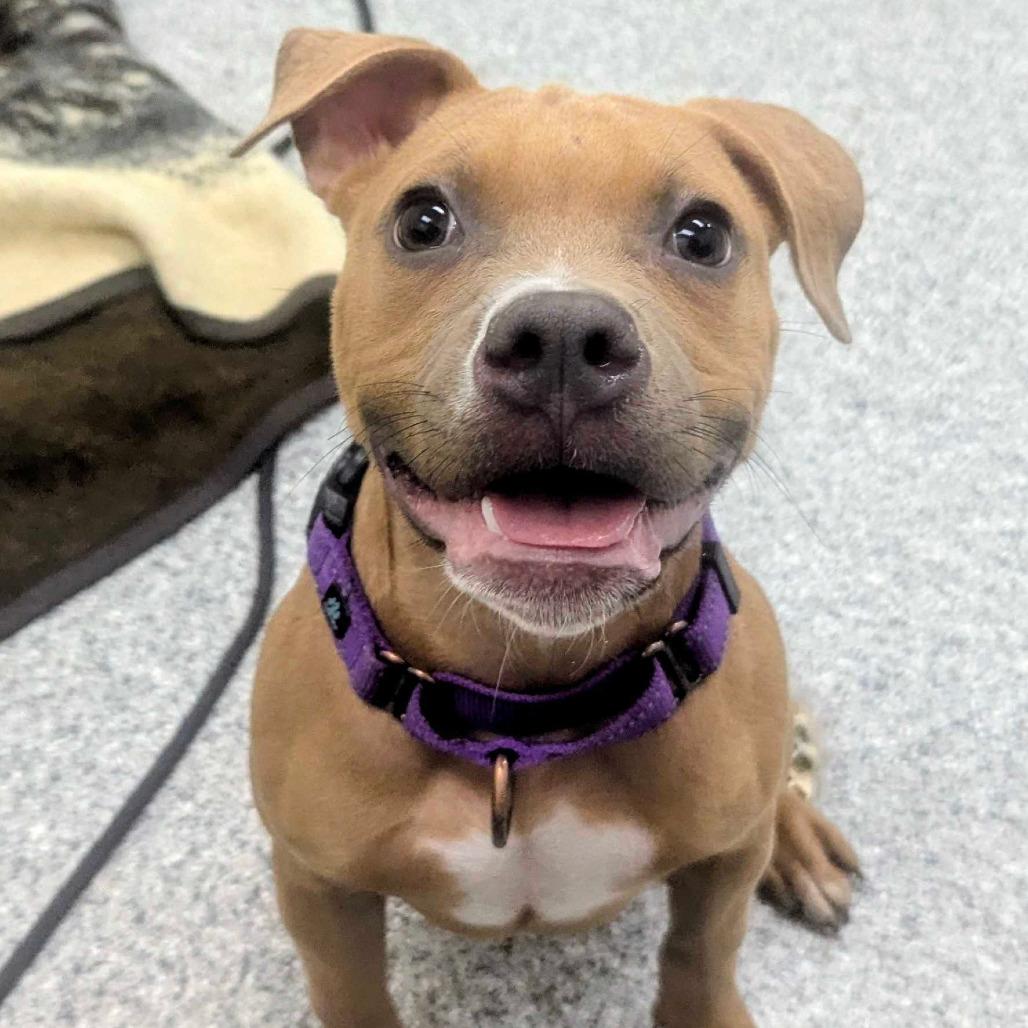 Noodle, Adoptable, Young Female American Staffordshire Terrier & Mixed Breed.