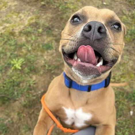 Noodle, Adoptable, Young Female American Staffordshire Terrier & Mixed Breed.