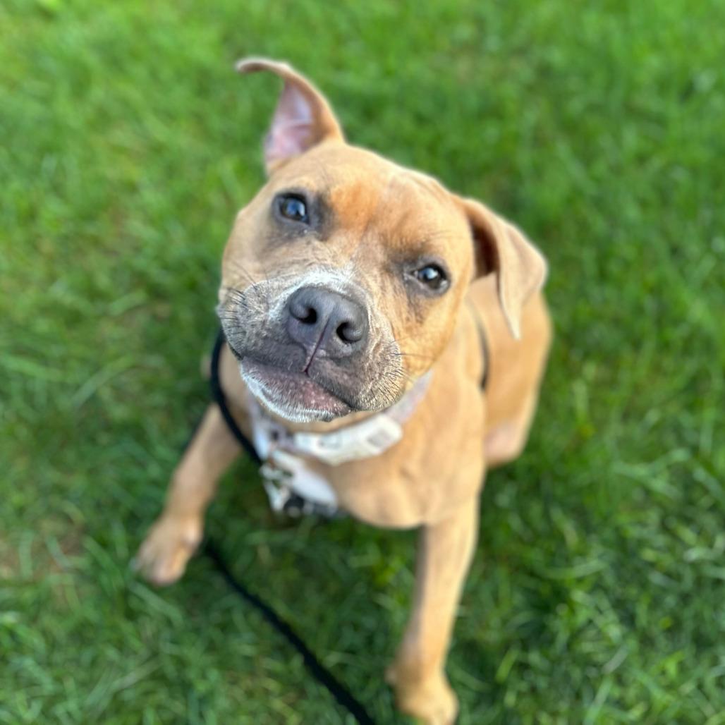 Enlarge Noodle, a Adoptable mixed breed in Grand Rapids, MI image 2/6
