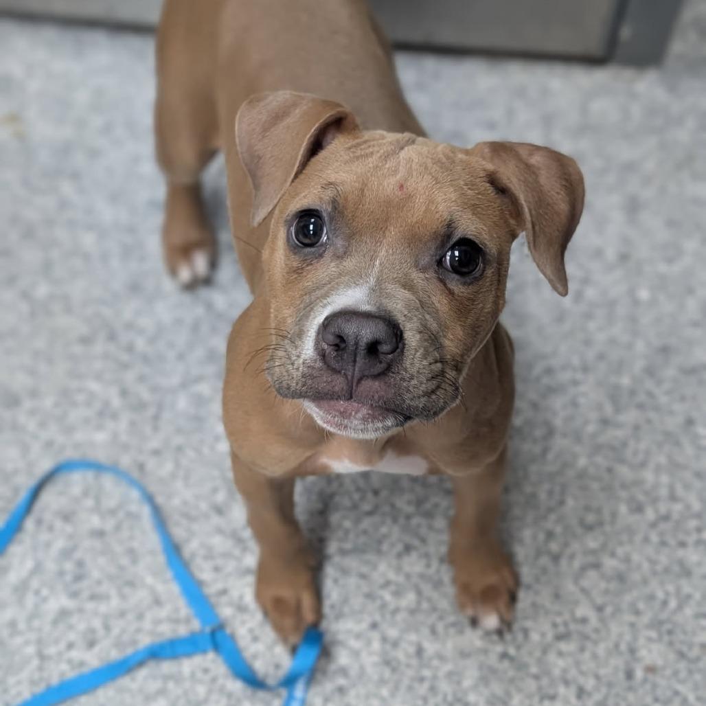 Noodle, a Adoptable mixed breed in Grand Rapids, MI image 2/6