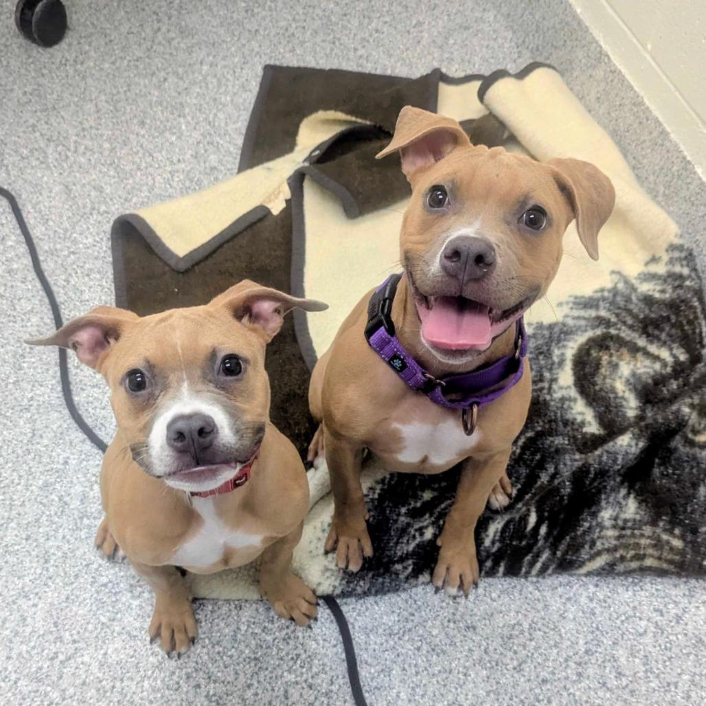 Noodle, a Adoptable mixed breed in Grand Rapids, MI image 3/6