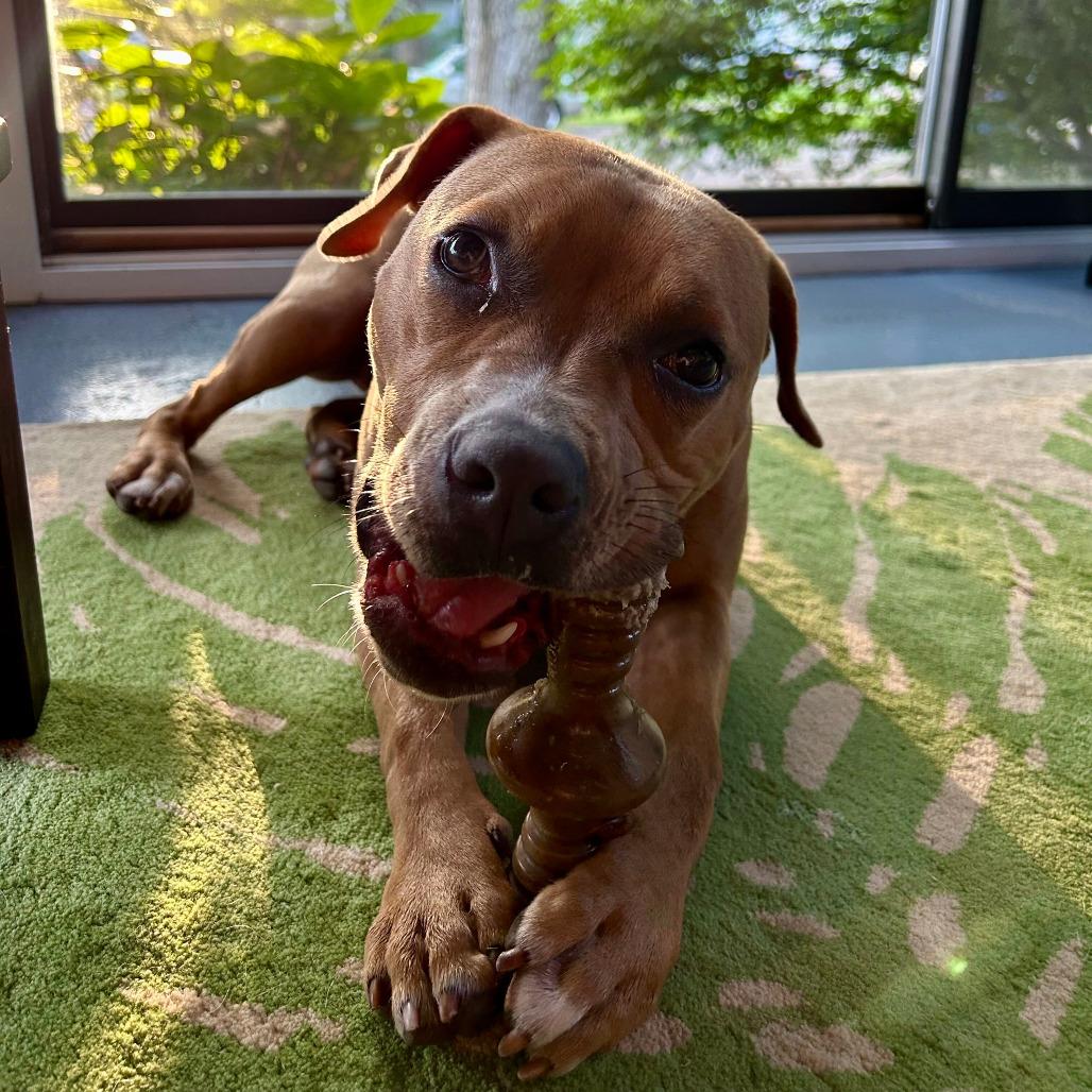 Noodle, a Adoptable mixed breed in Grand Rapids, MI image 4/6