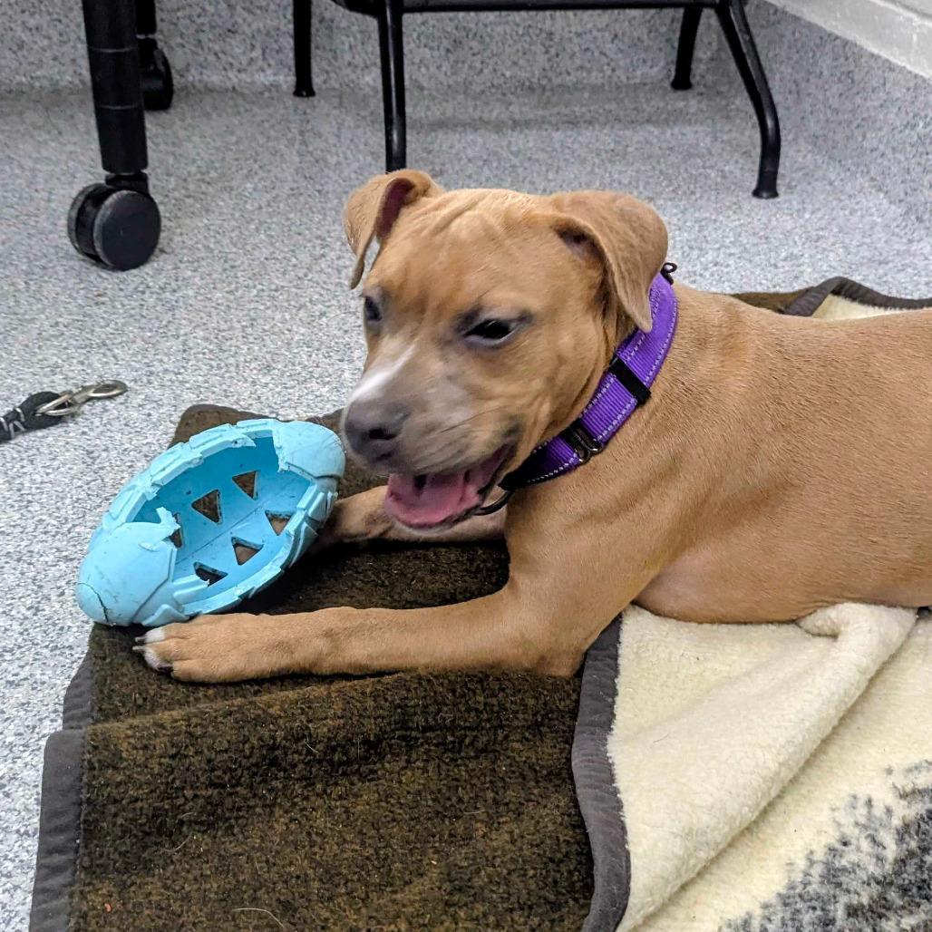 Noodle, a Adoptable mixed breed in Grand Rapids, MI image 5/6