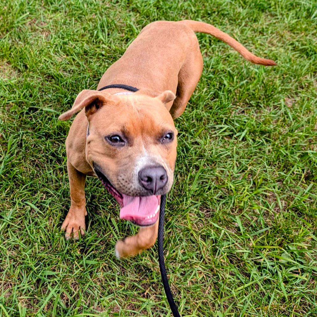 Noodle, a Adoptable mixed breed in Grand Rapids, MI image 6/6