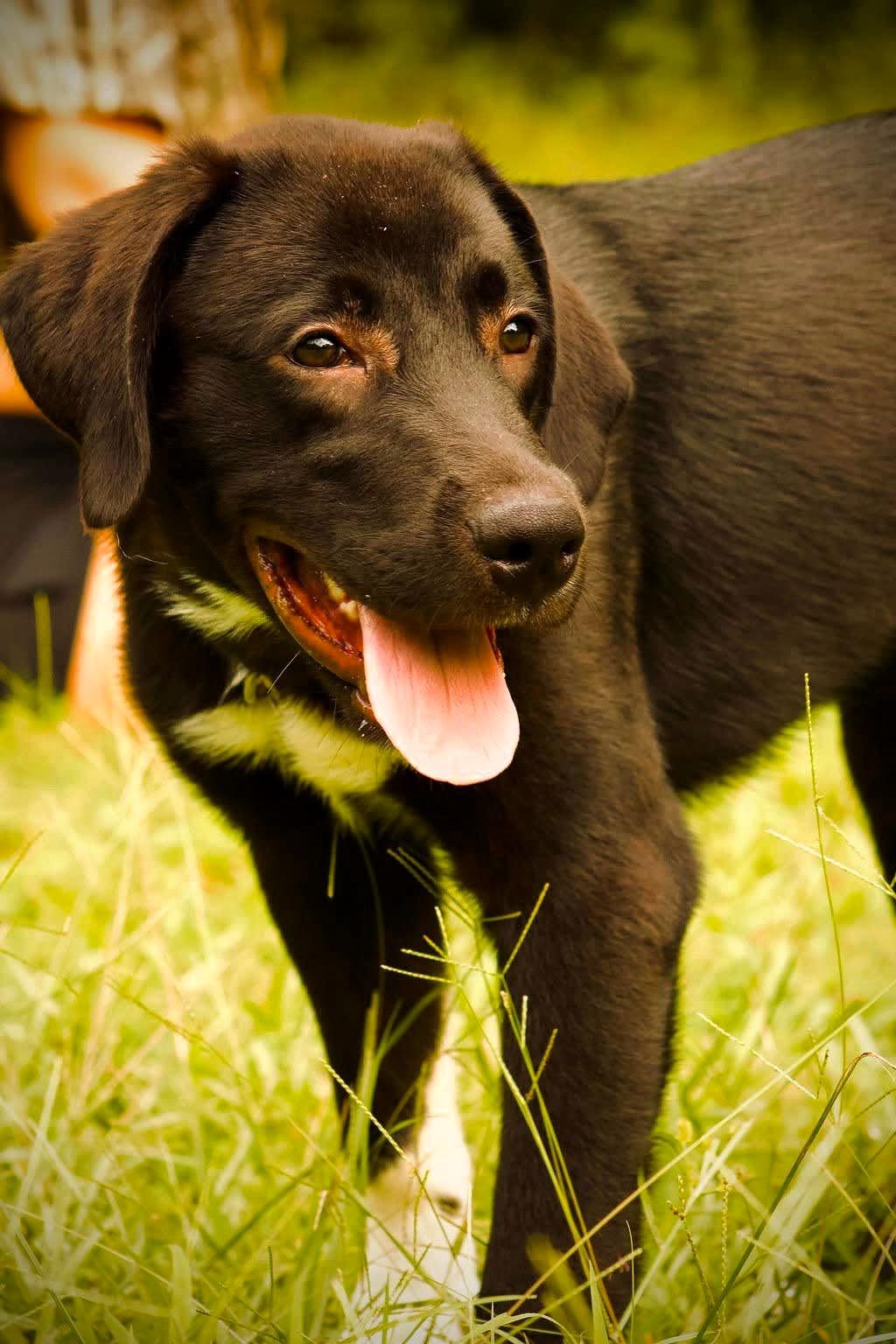 Enlarge Thumper, a Adoptable mixed breed in Covington, GA image 1/1