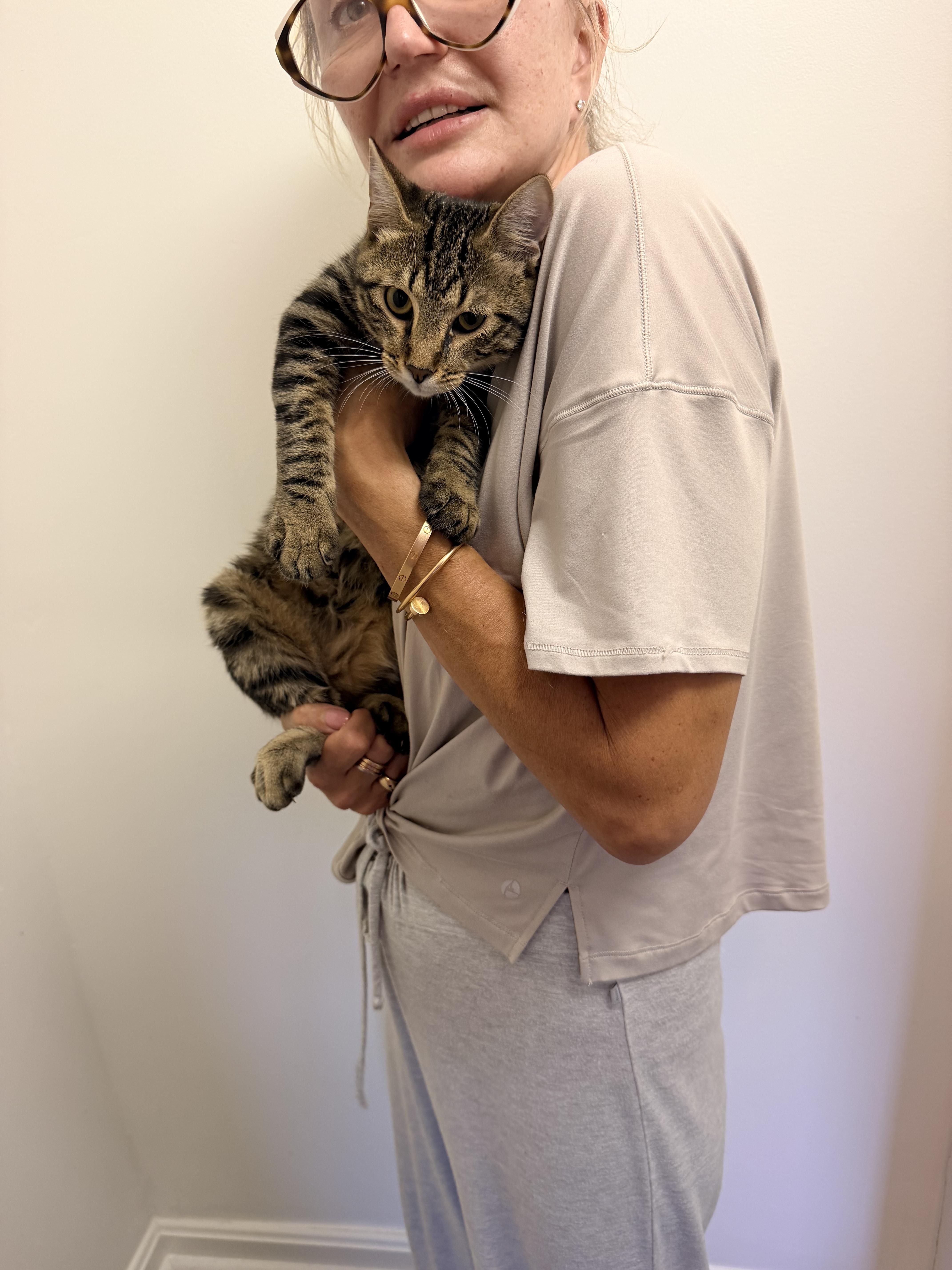 Enlarge Piper, a Adoptable mixed breed in Essex, CT image 4/4