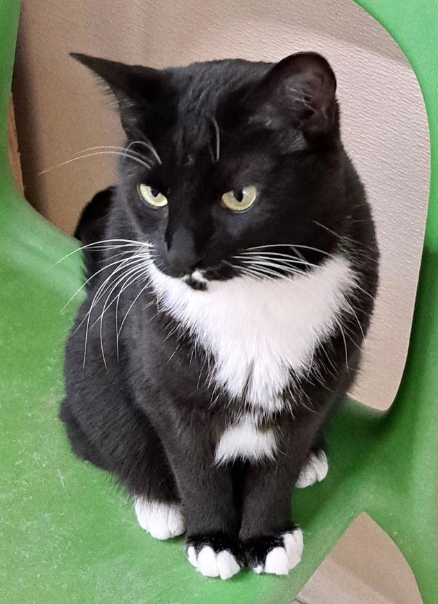 Enlarge Serena, a Adoptable Domestic Short Hair in Carneys Point, NJ image 1/1