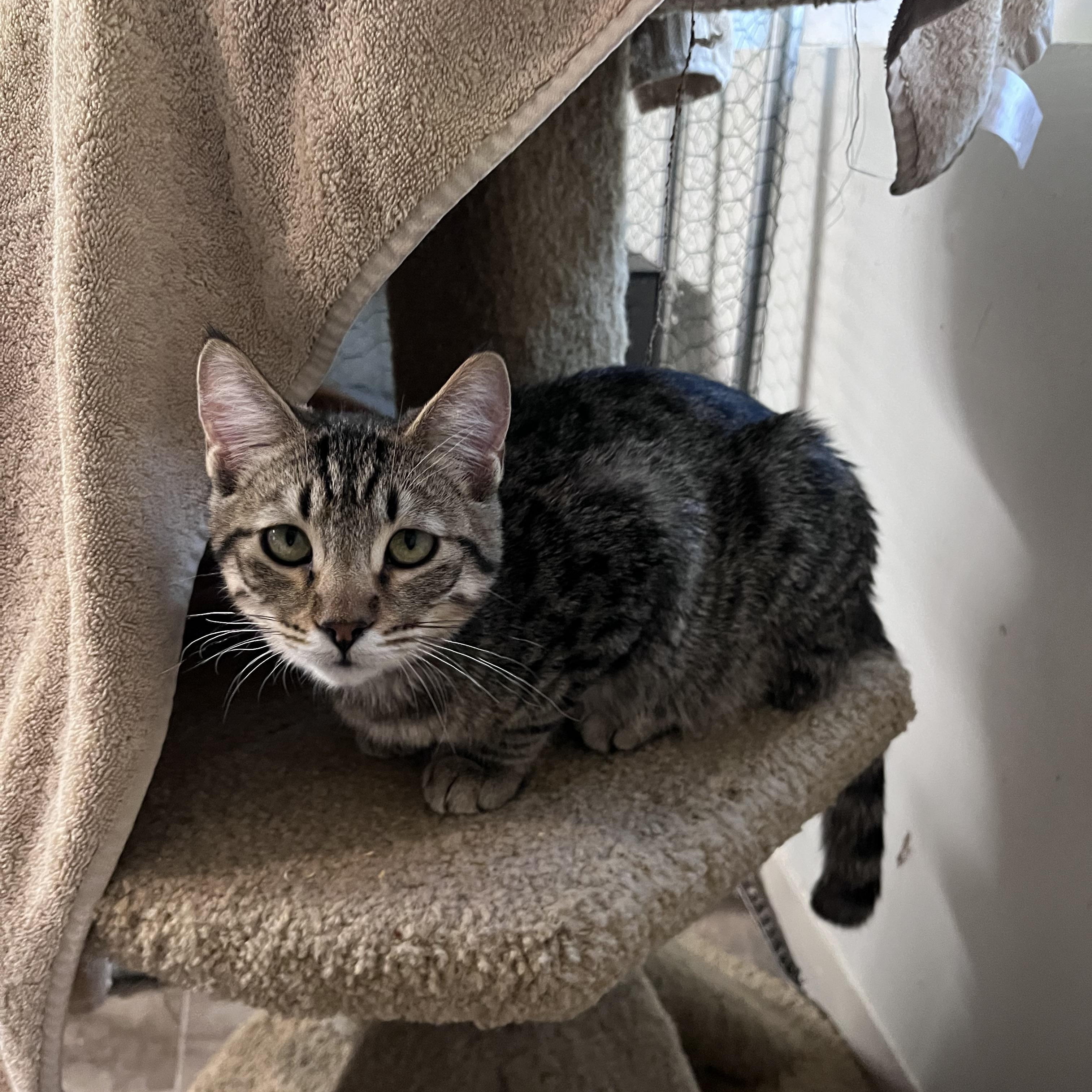 Enlarge Moonshine, a Adoptable Domestic Short Hair in Eugene, OR image 5/5