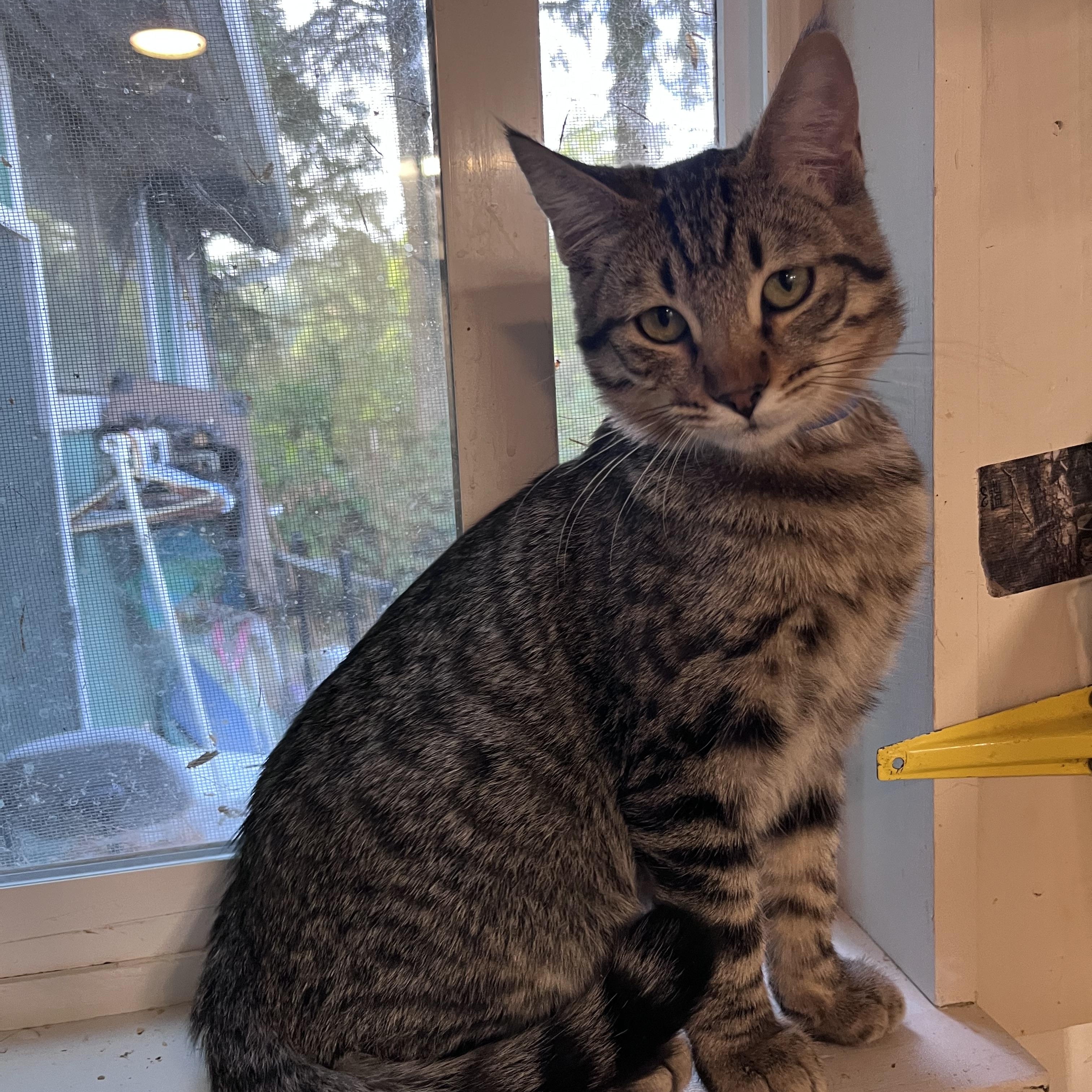 Moonshine, Adoptable, Kitten Male Domestic Short Hair.