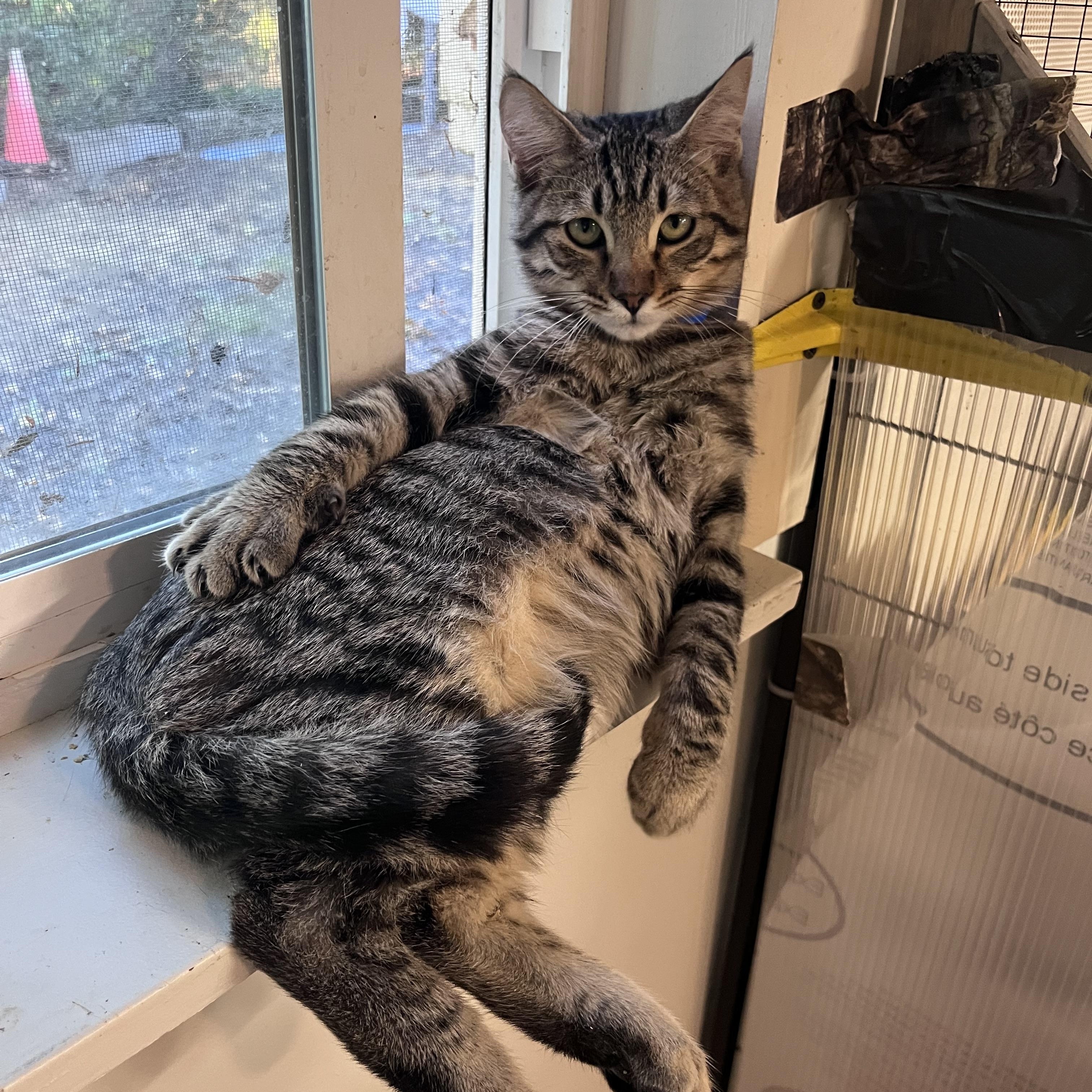 Enlarge Moonshine, a Adoptable Domestic Short Hair in Eugene, OR image 4/5