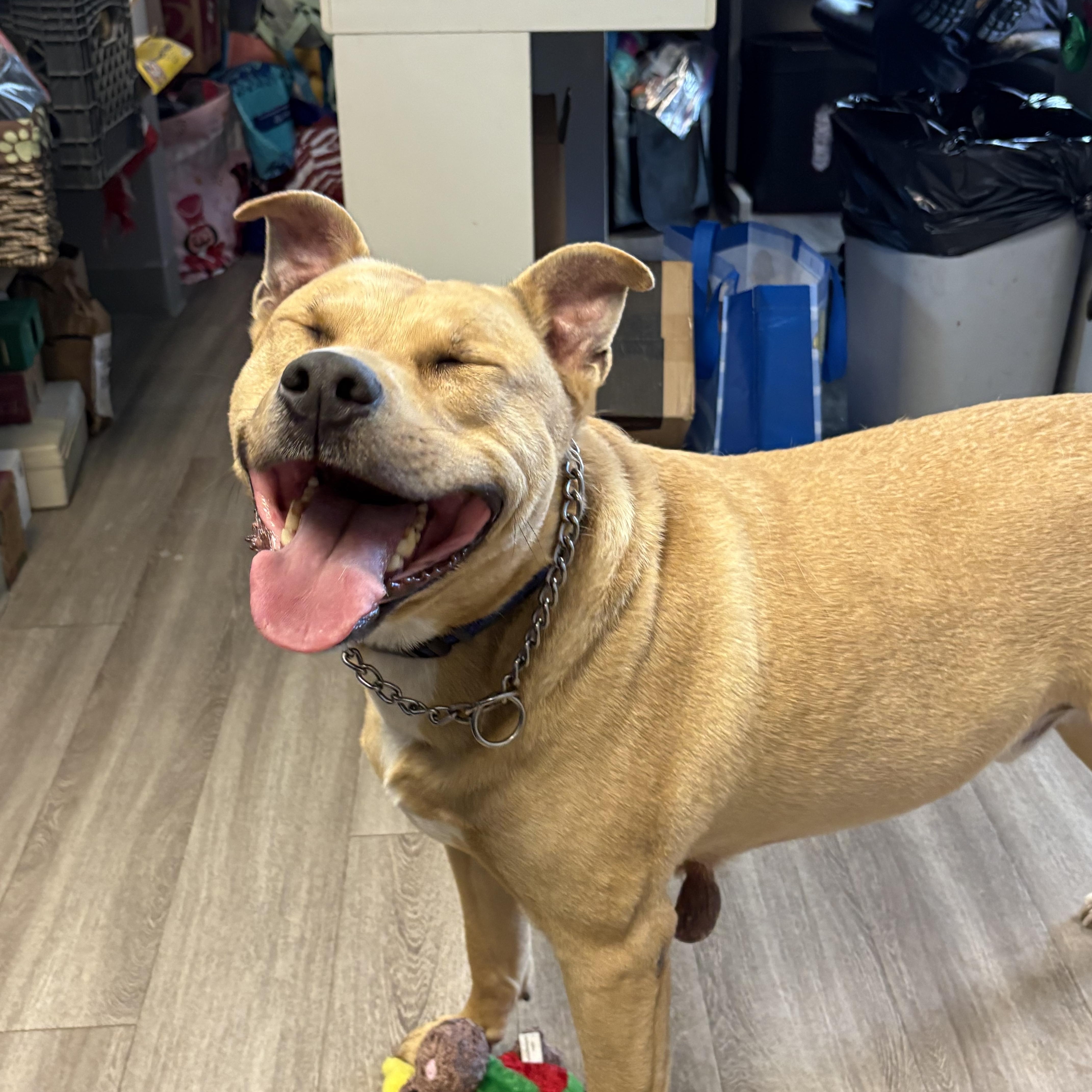 Tyson, a ADOPTABLE mixed breed in Milford, CT image 2/4