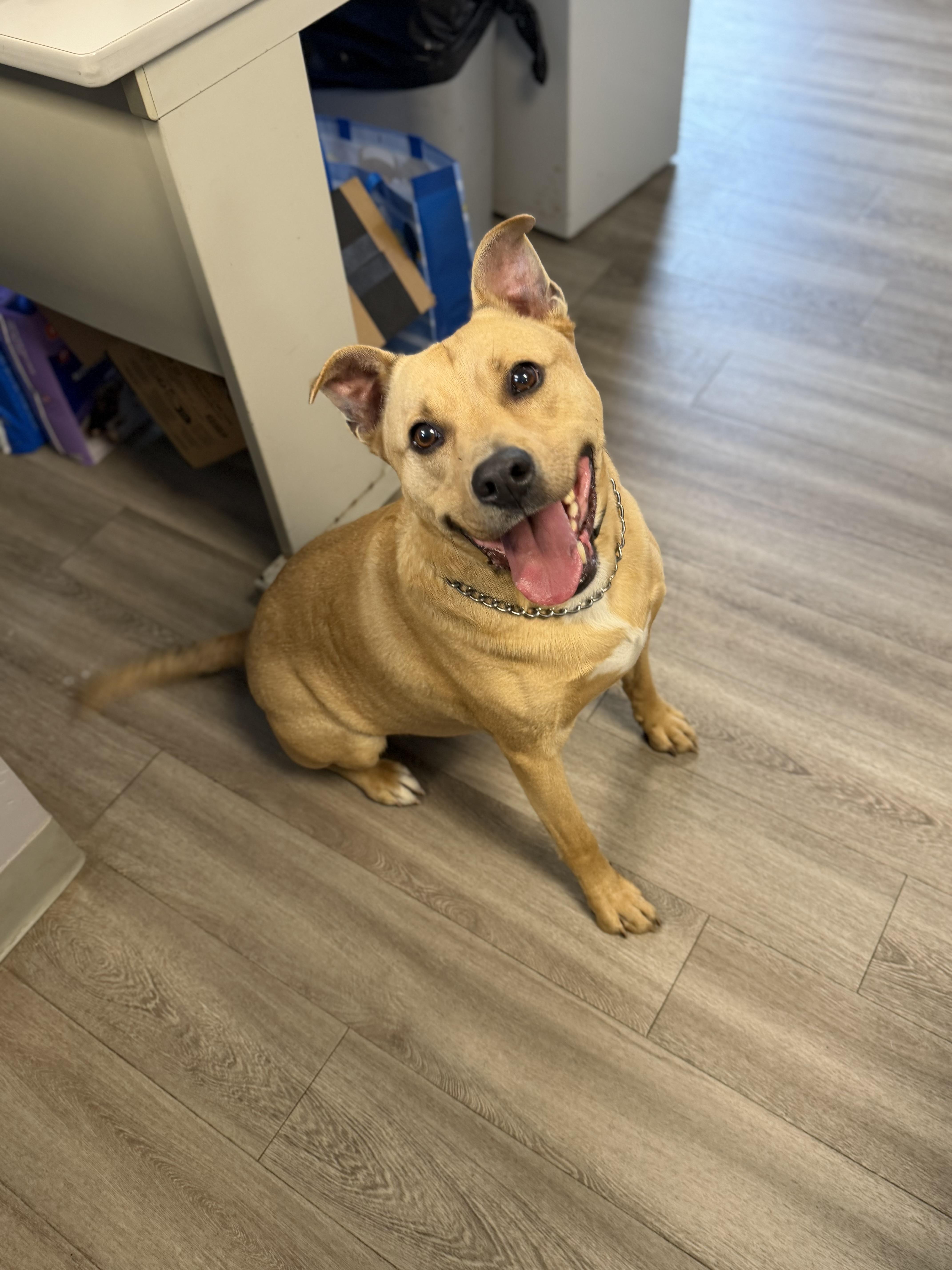 Tyson, a ADOPTABLE mixed breed in Milford, CT image 3/4