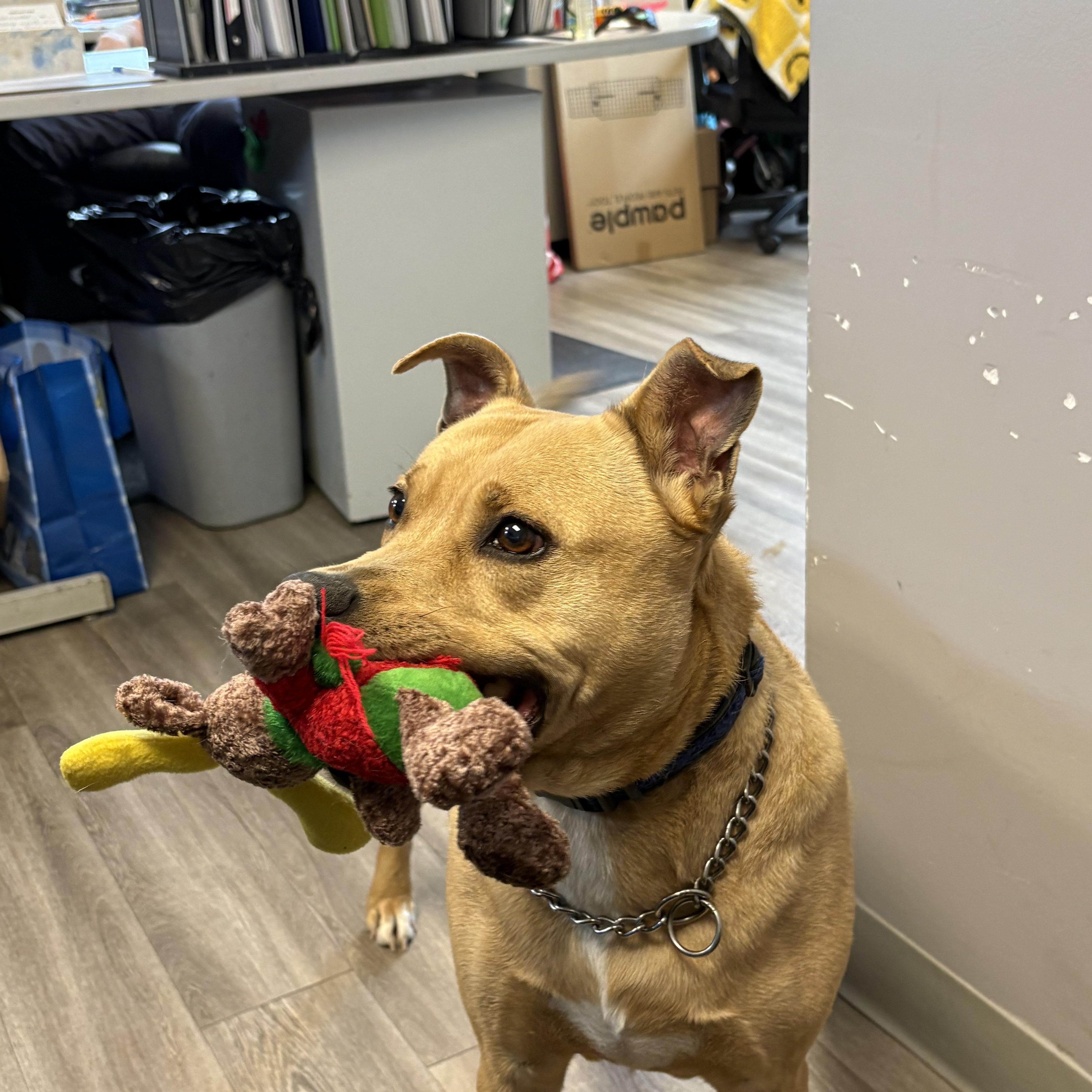 Tyson, a ADOPTABLE mixed breed in Milford, CT image 4/4