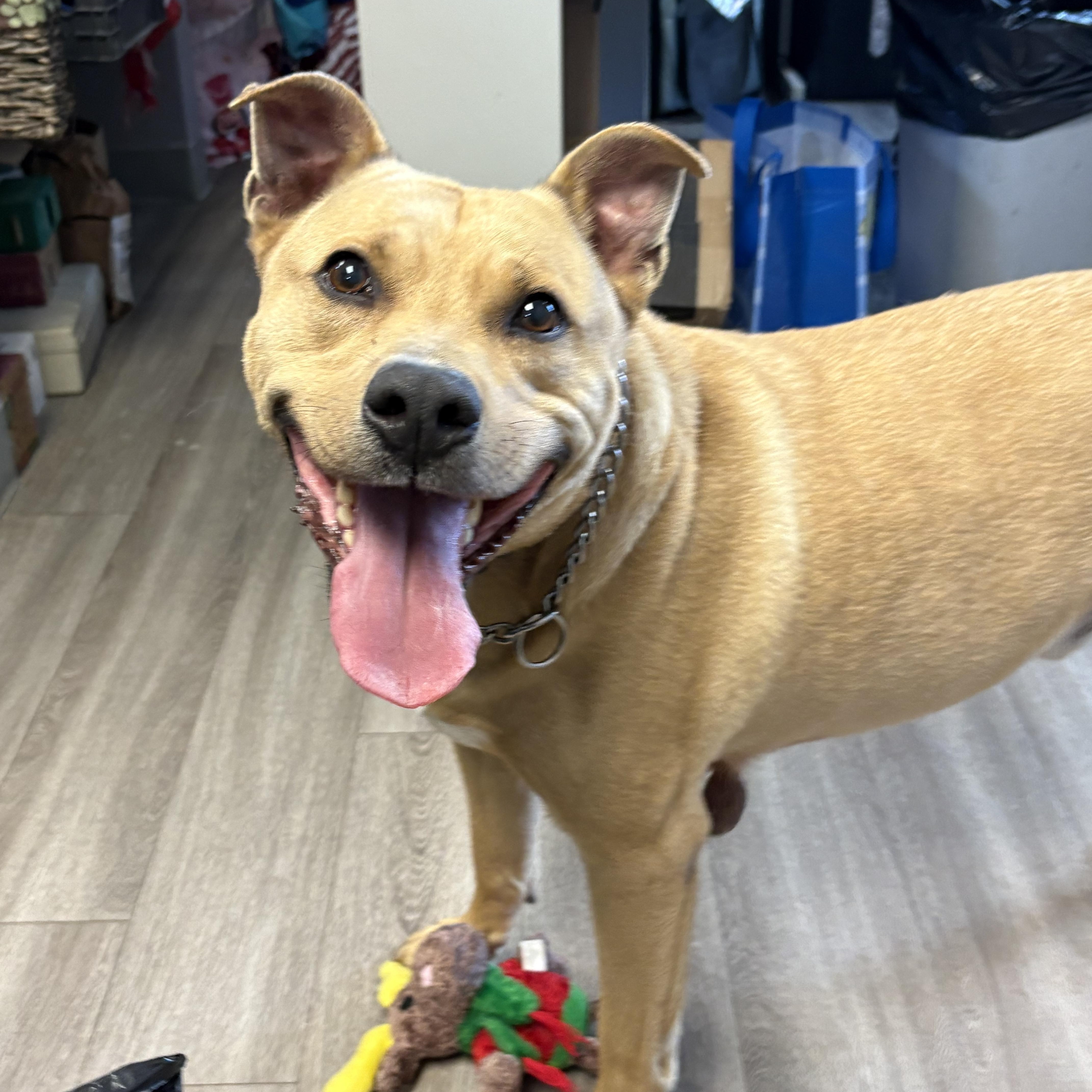 Tyson, ADOPTABLE, Senior Male Black Mouth Cur.