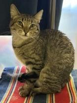 Muffin — thumbnail 2