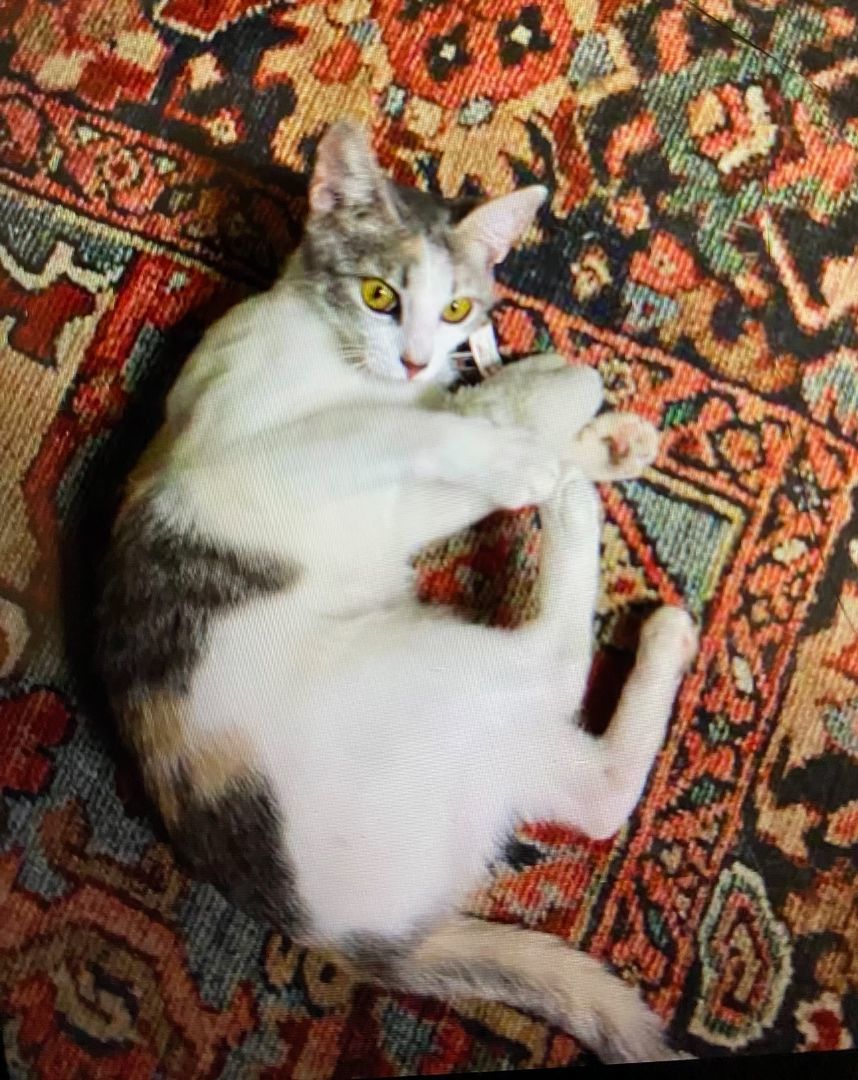 Ginny Ginger Kitty, Adoptable, Young Female Dilute Calico.