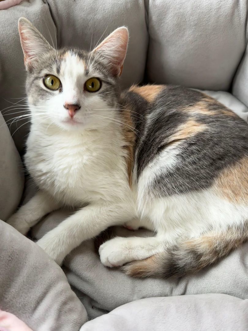 Ginny Ginger Kitty, a Adoptable Dilute Calico in Katy, TX image 2/6