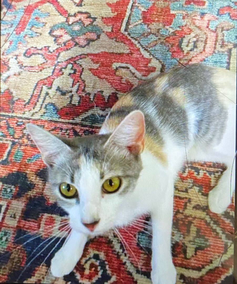 Ginny Ginger Kitty, a Adoptable Dilute Calico in Katy, TX image 3/6