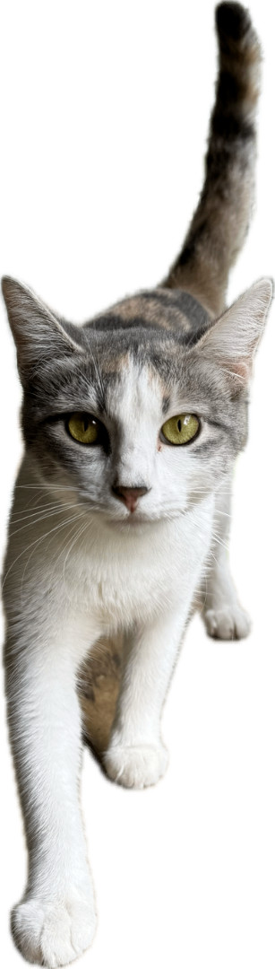 Ginny Ginger Kitty, a Adoptable Dilute Calico in Katy, TX image 4/6