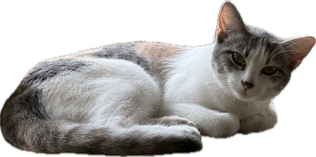 Ginny Ginger Kitty, a Adoptable Dilute Calico in Katy, TX image 5/6