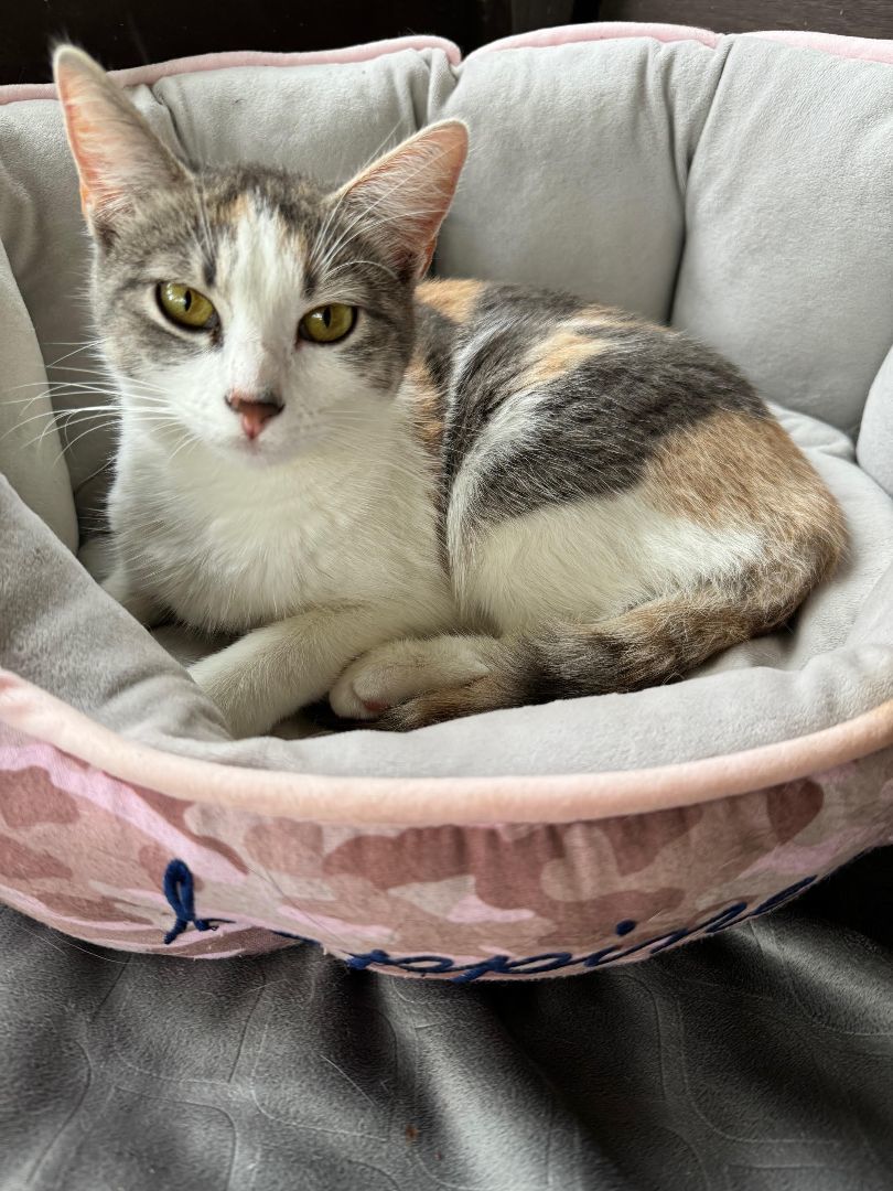 Ginny Ginger Kitty, a Adoptable Dilute Calico in Katy, TX image 6/6