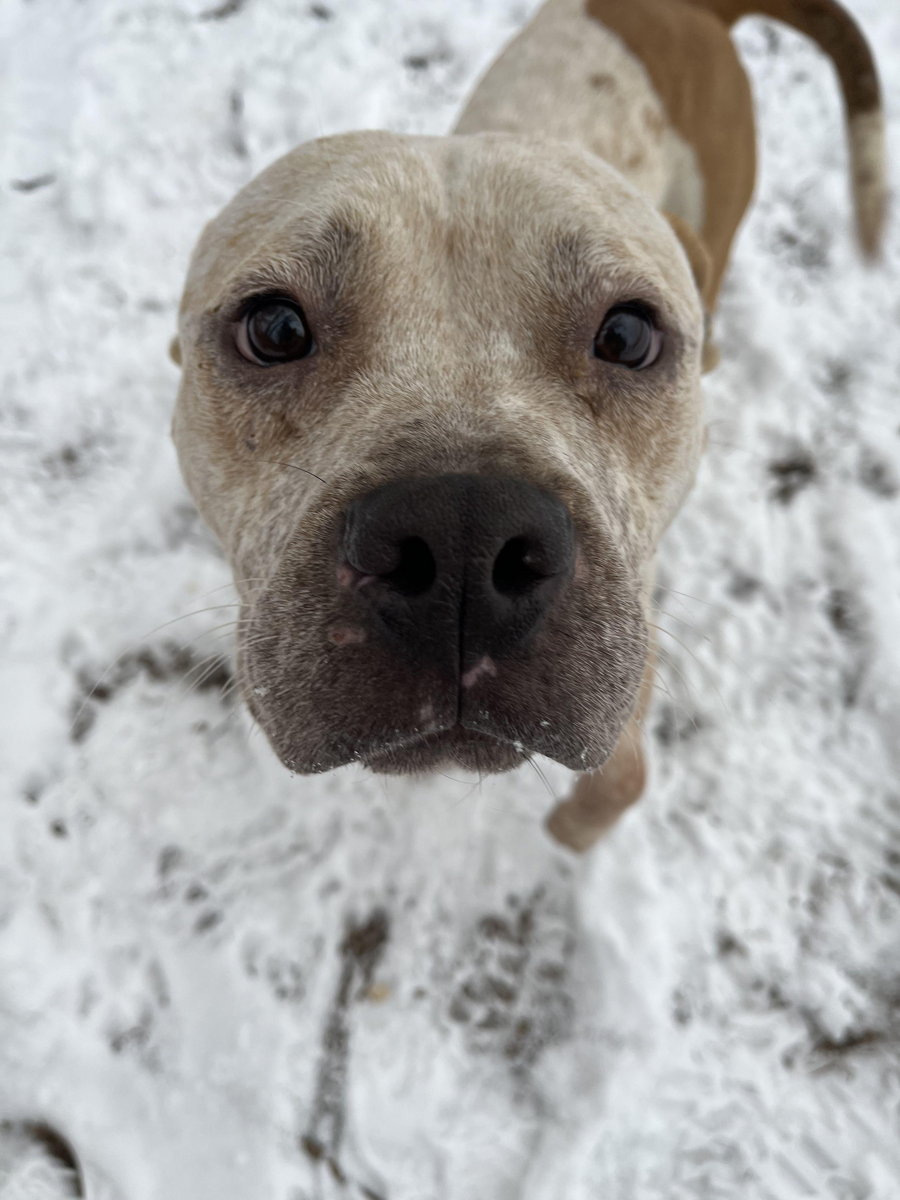 Plaid, an adopted Mixed Breed in Mishawaka, IN image 2/5