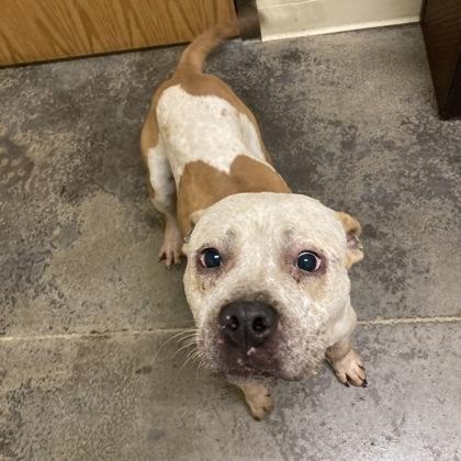 Plaid, an adopted Mixed Breed in Mishawaka, IN image 5/5