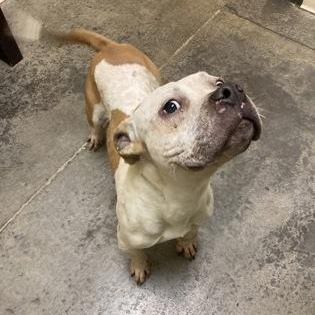 Plaid, an adopted Mixed Breed in Mishawaka, IN image 4/5