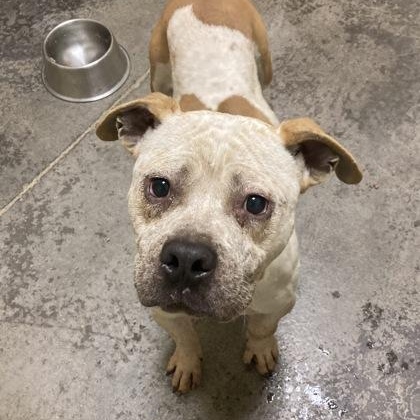 Plaid, an adopted Mixed Breed in Mishawaka, IN image 3/5