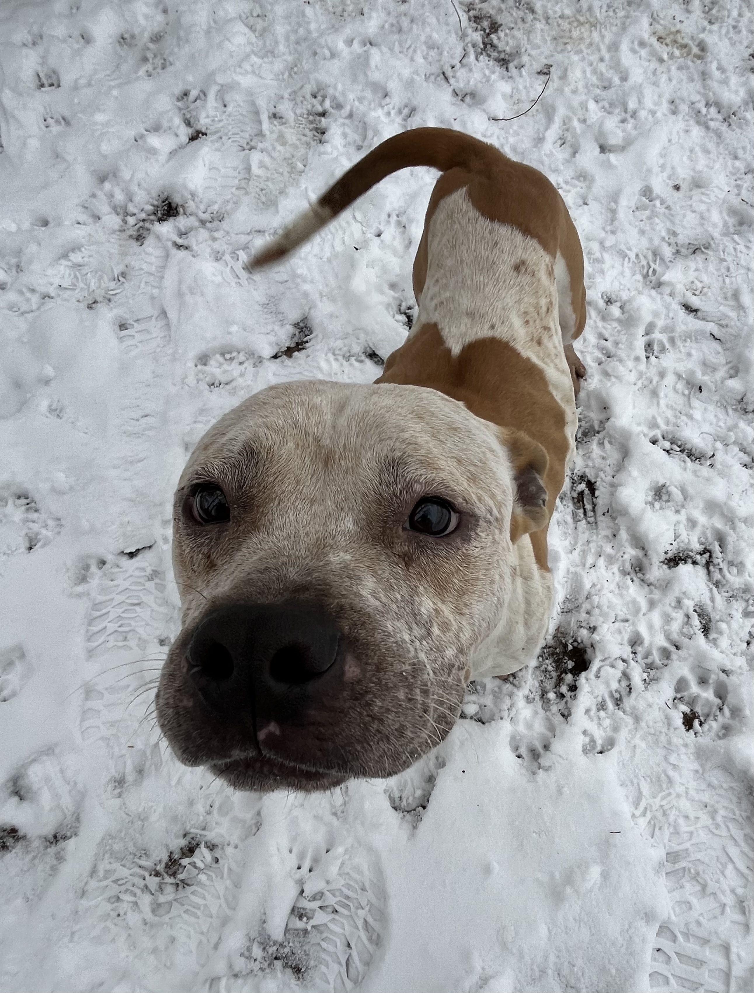 Plaid, an adopted Mixed Breed in Mishawaka, IN image 1/5