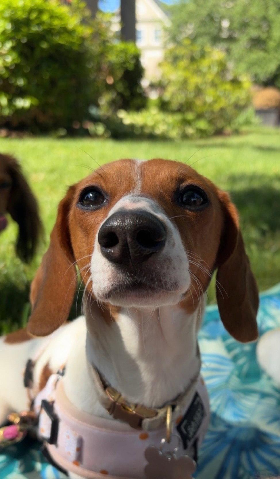 Enlarge Daisy15, a Adopted Dachshund in West Columbia, SC image 2/3