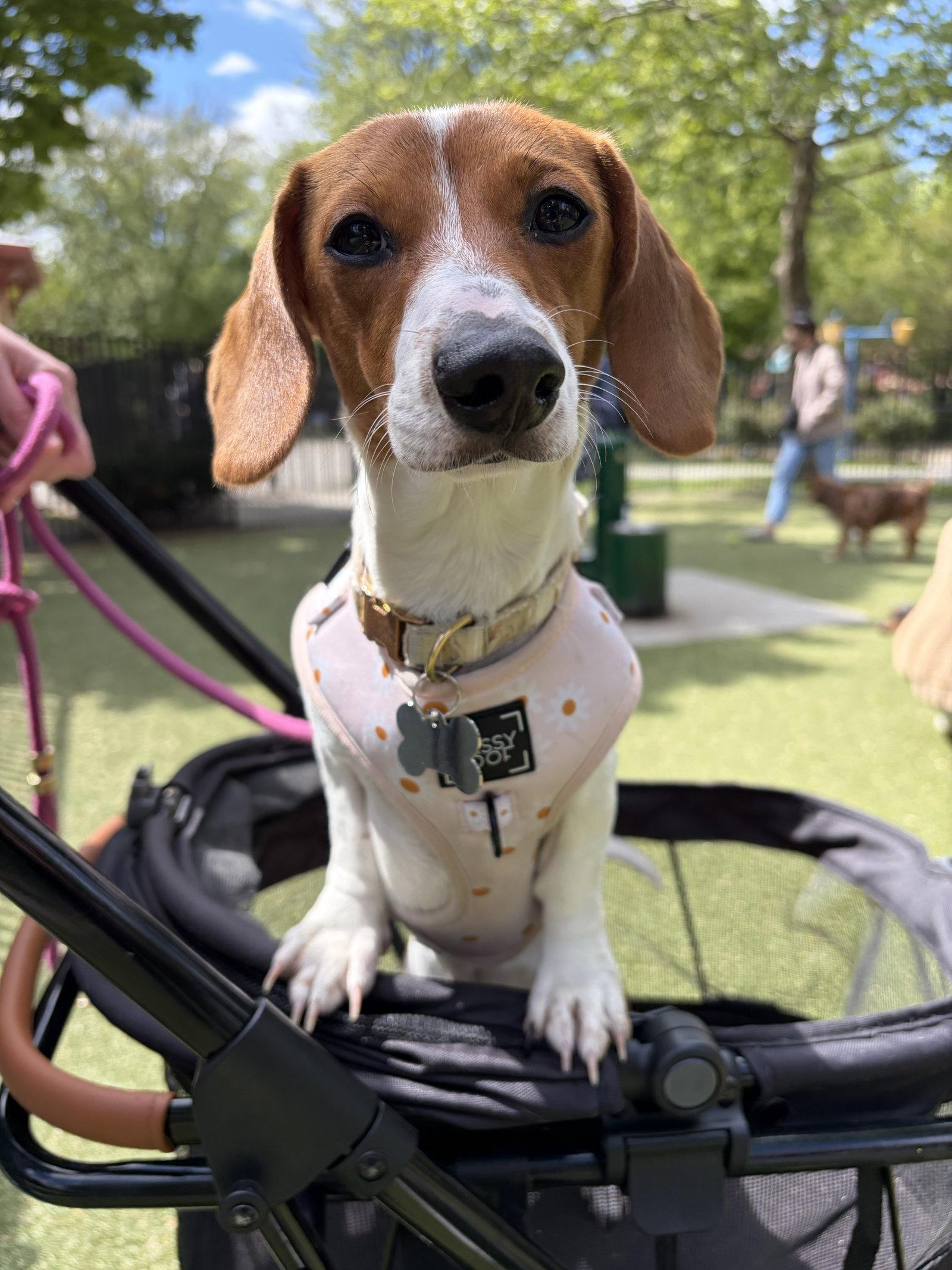 Enlarge Daisy15, a Adopted Dachshund in West Columbia, SC image 3/3