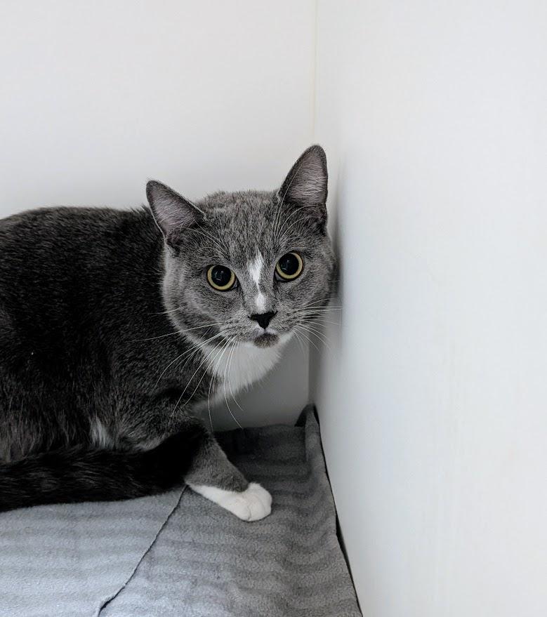 Enlarge Tom Mews, a Adoptable Domestic Short Hair in Coquitlam, BC image 1/1