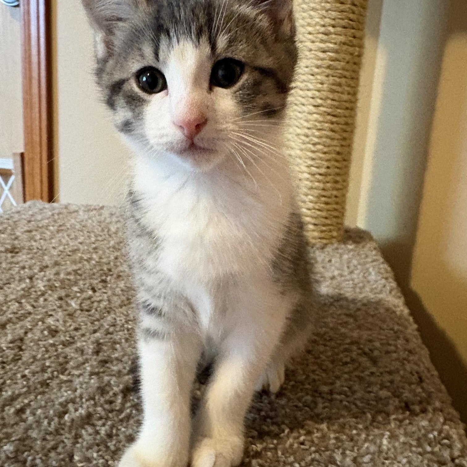 Enlarge Kita, a ADOPTABLE Domestic Short Hair in Great Falls, MT image 1/1