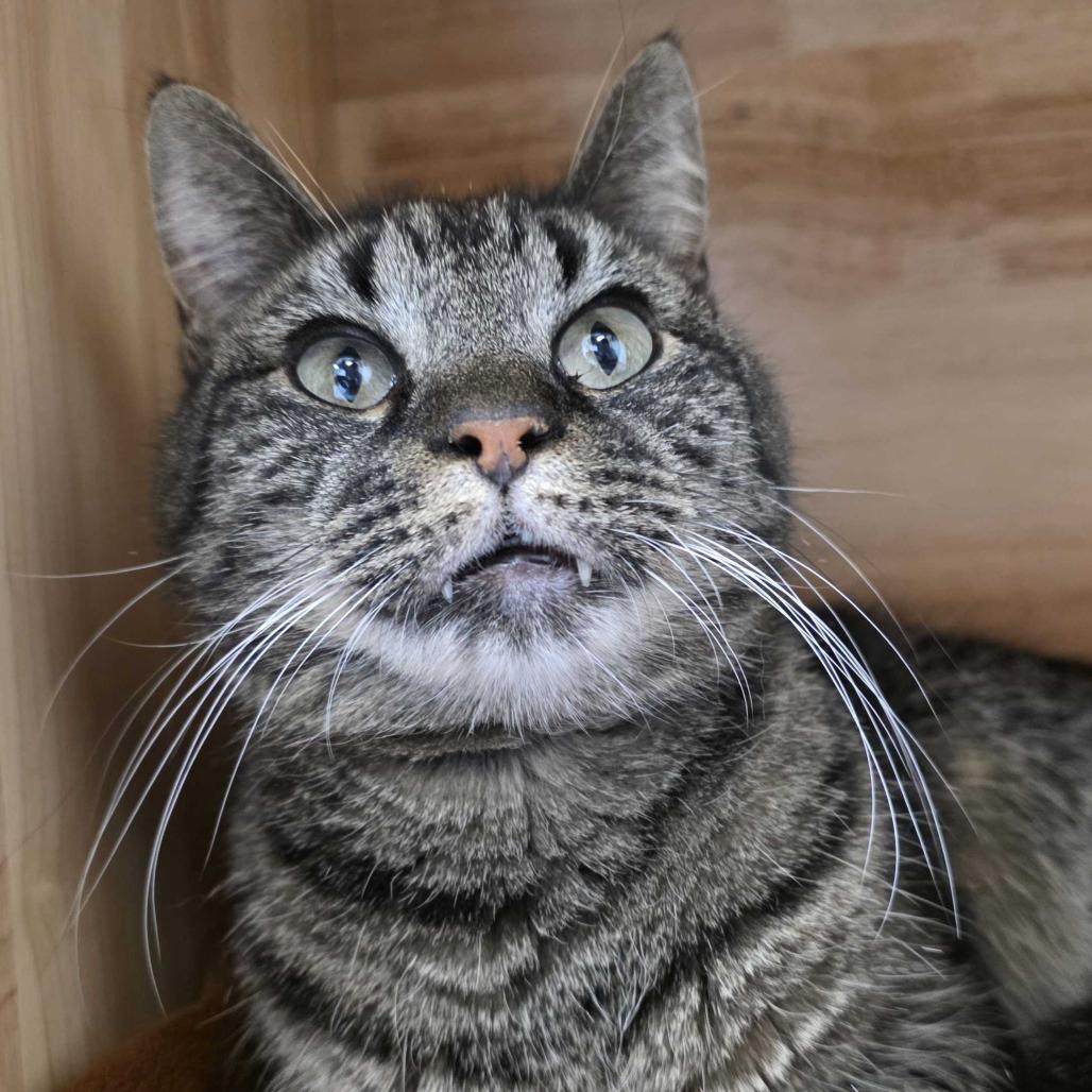 Enlarge Klaus, a Adoptable Domestic Short Hair in Dayton, OH image 1/6