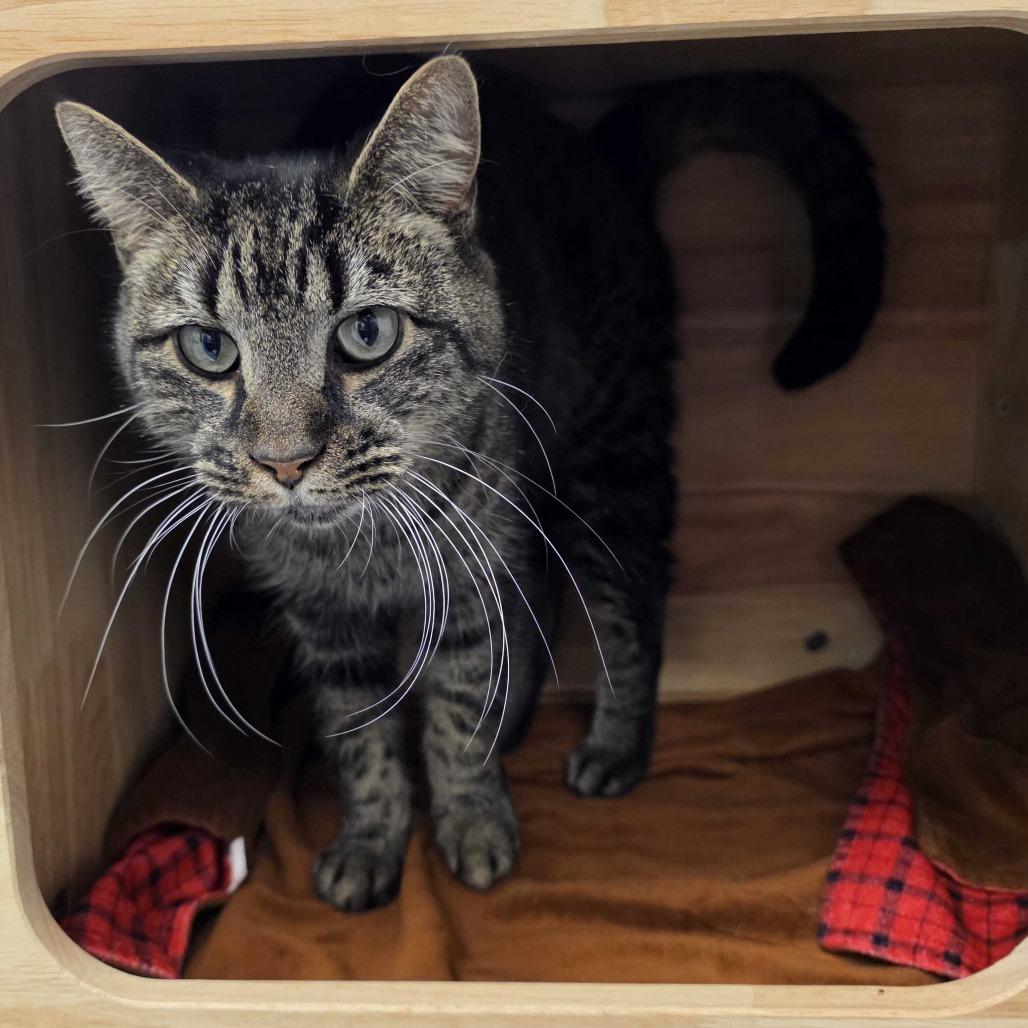 Enlarge Klaus, a Adoptable Domestic Short Hair in Dayton, OH image 2/6