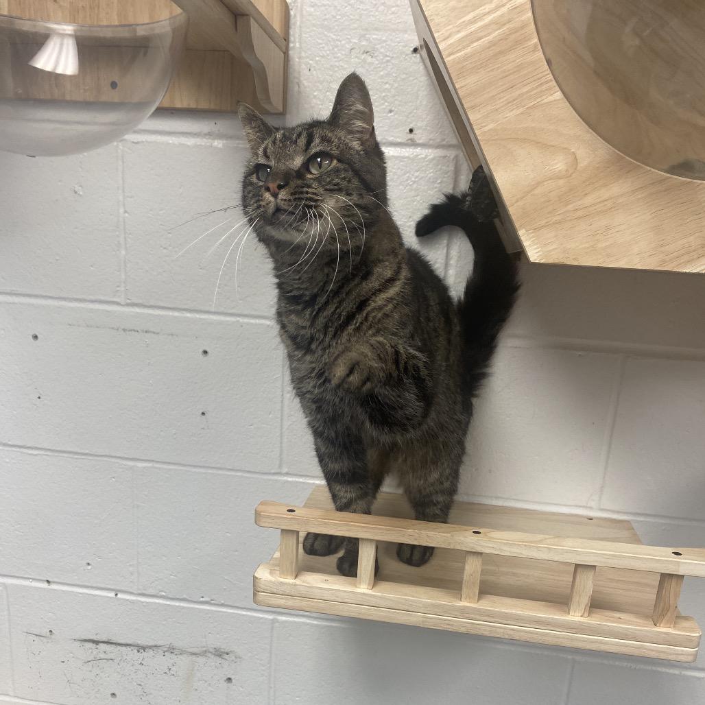 Enlarge Klaus, a Adoptable Domestic Short Hair in Dayton, OH image 4/6