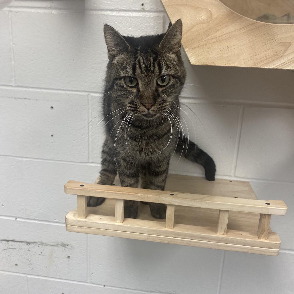 Enlarge Klaus, a Adoptable Domestic Short Hair in Dayton, OH image 5/6