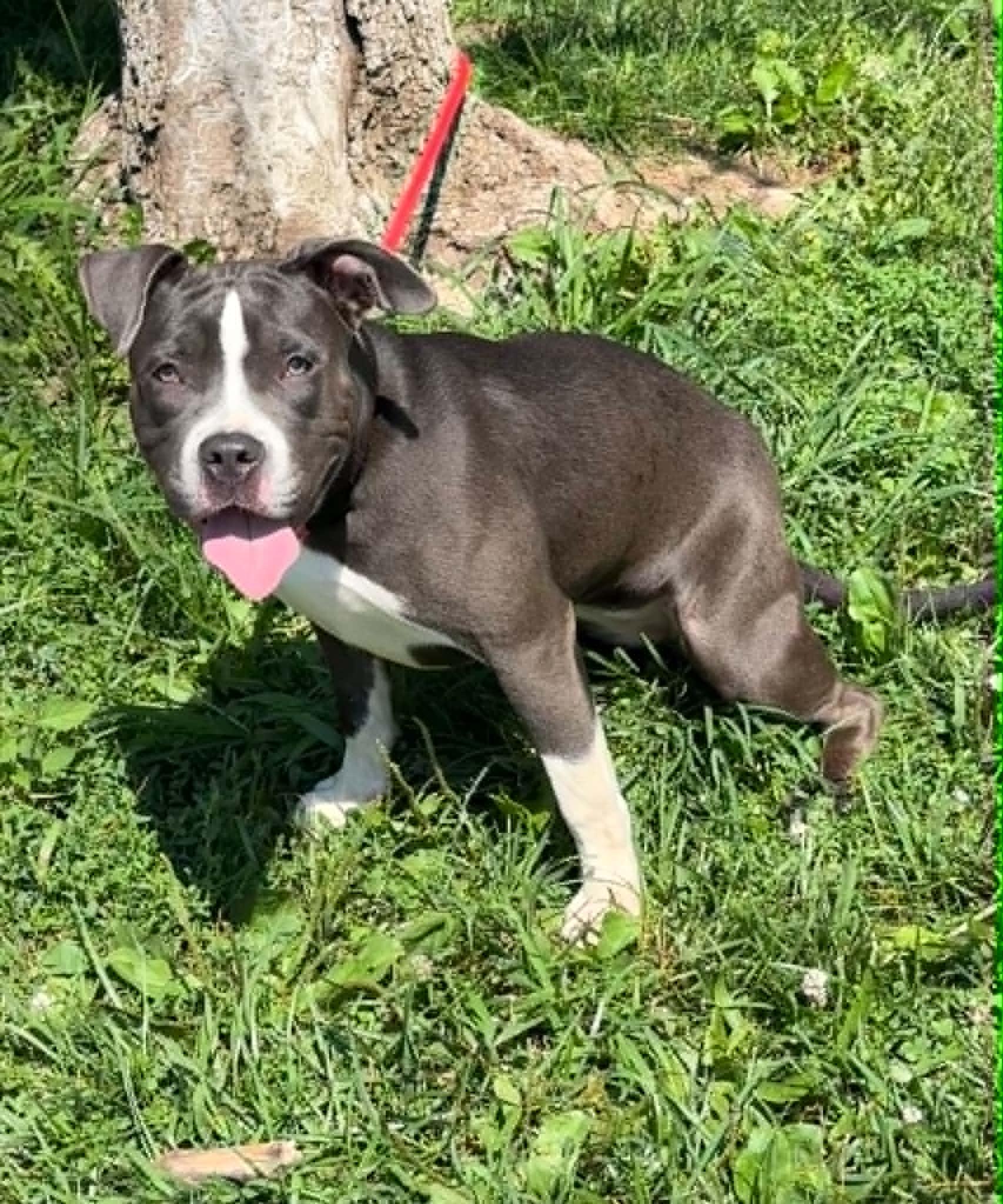 Puddle, an adopted mixed breed in Springfield, IL image 2/3