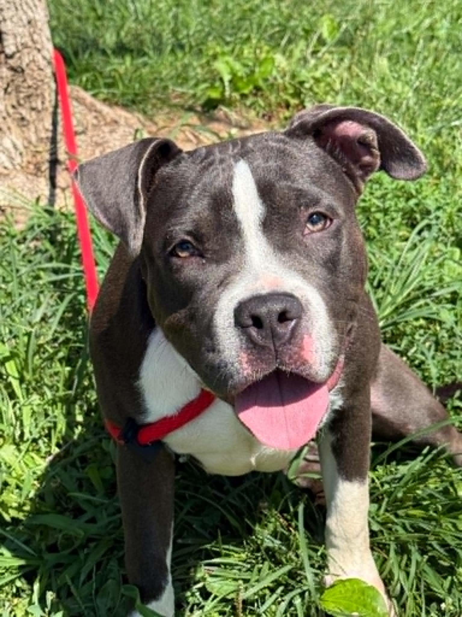 Puddle, adopted, Young Female Pit Bull Terrier.