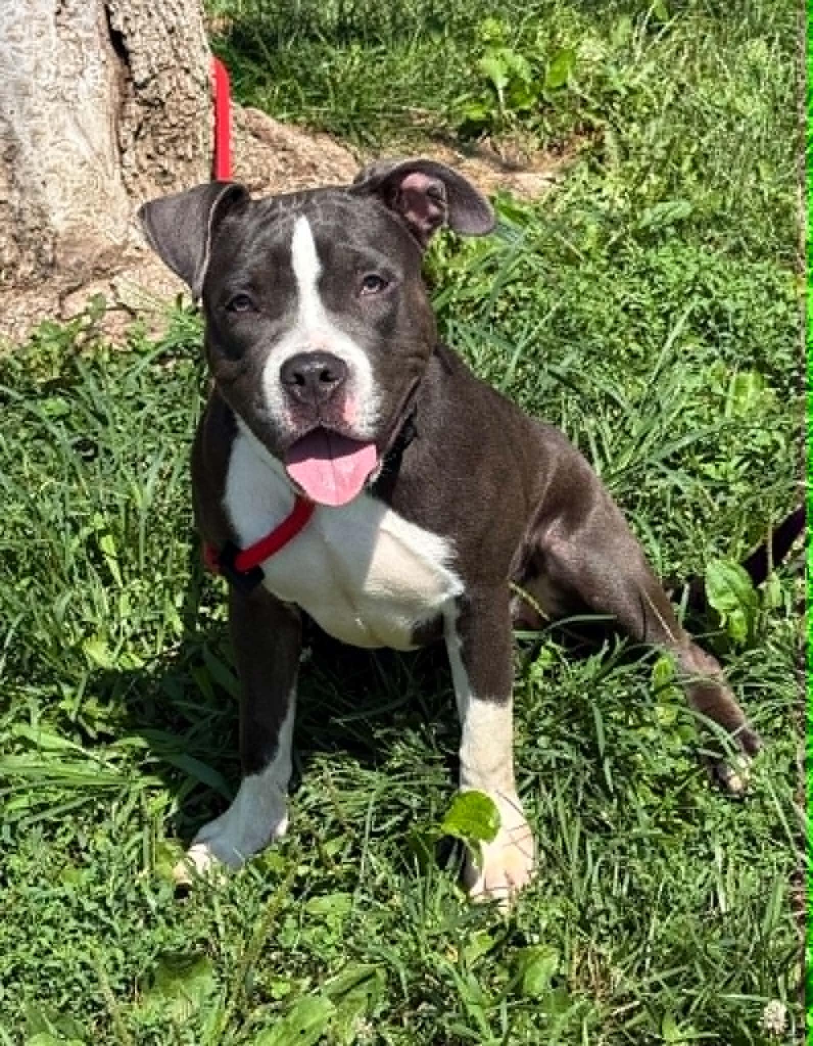 Puddle, an adopted mixed breed in Springfield, IL image 3/3