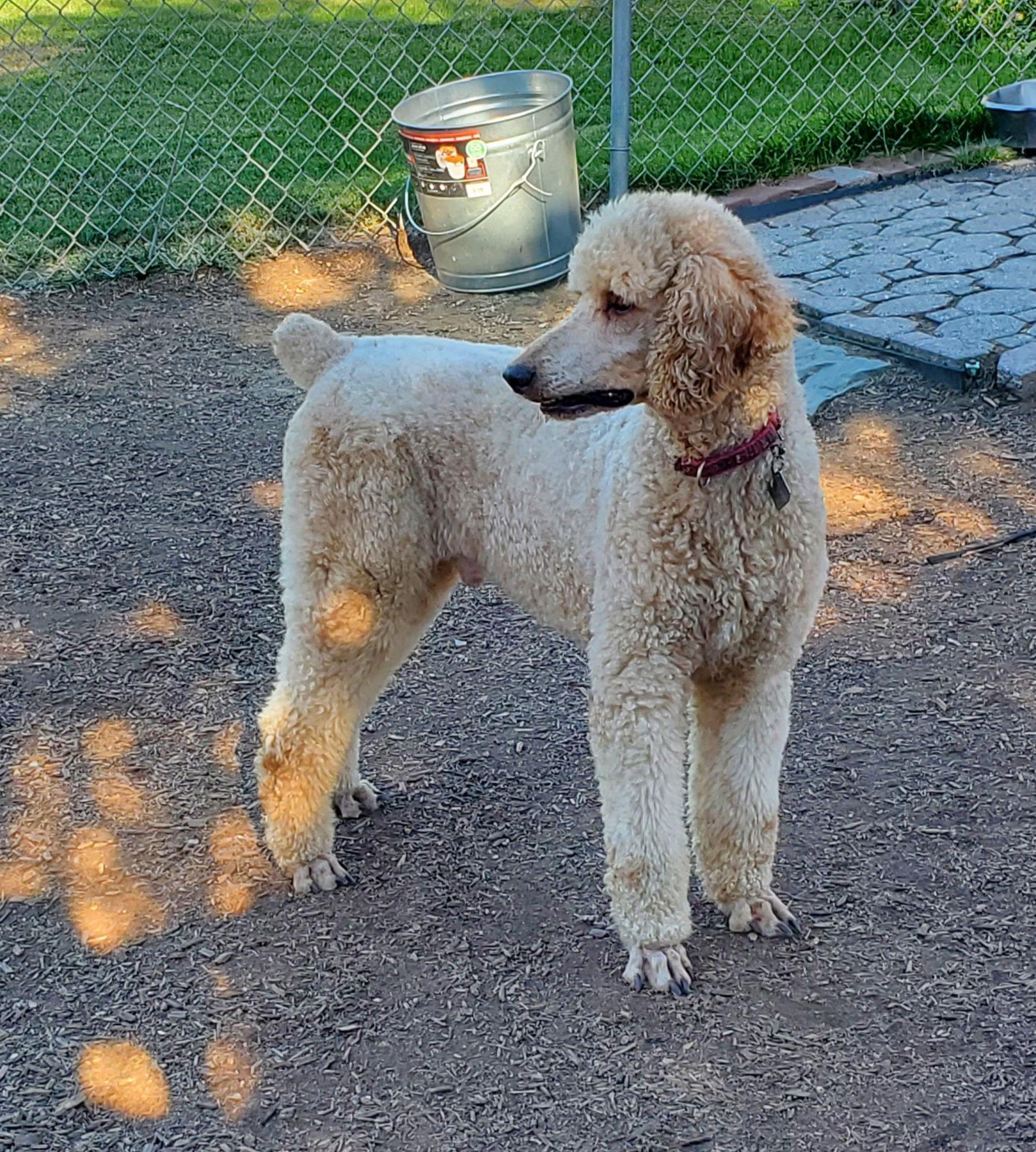 Enlarge Bentley, a Adoptable Standard Poodle in Grantville, PA image 1/6