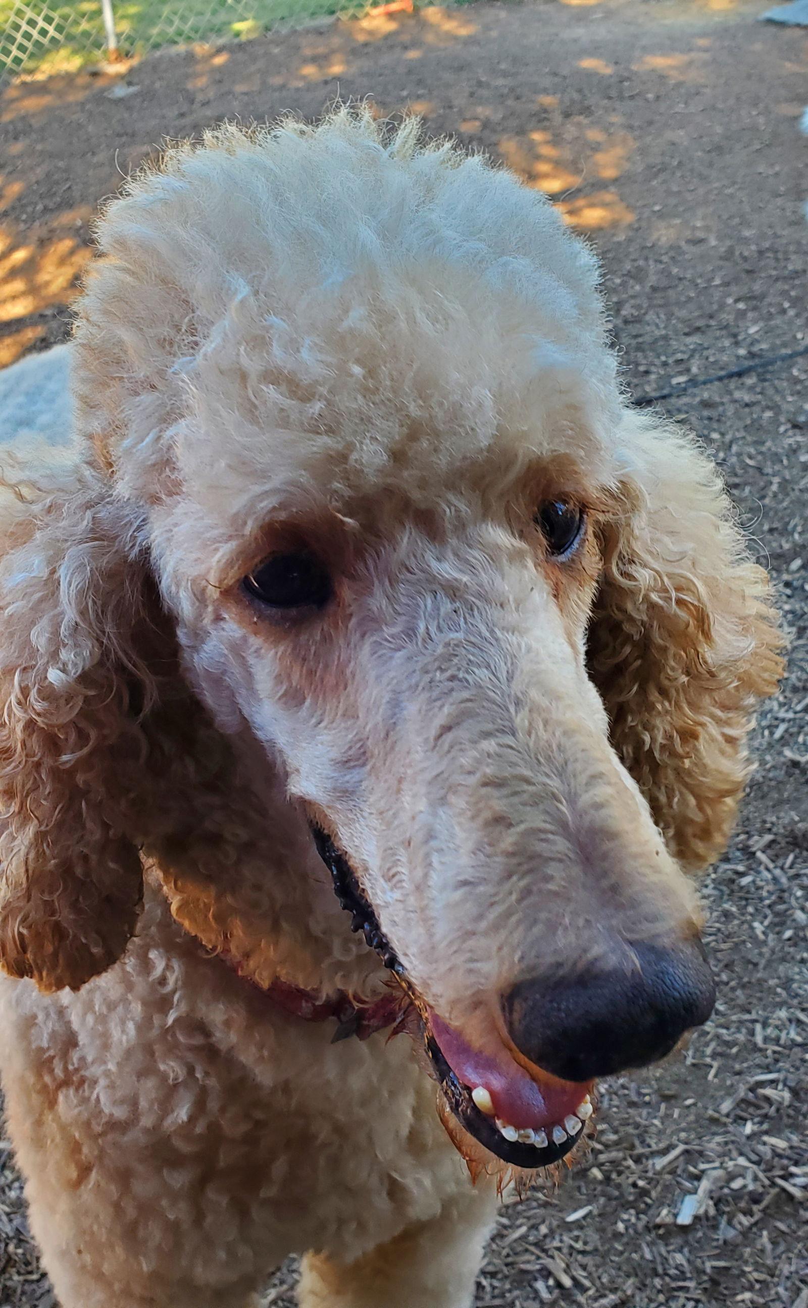 Enlarge Bentley, a Adoptable Standard Poodle in Grantville, PA image 3/6
