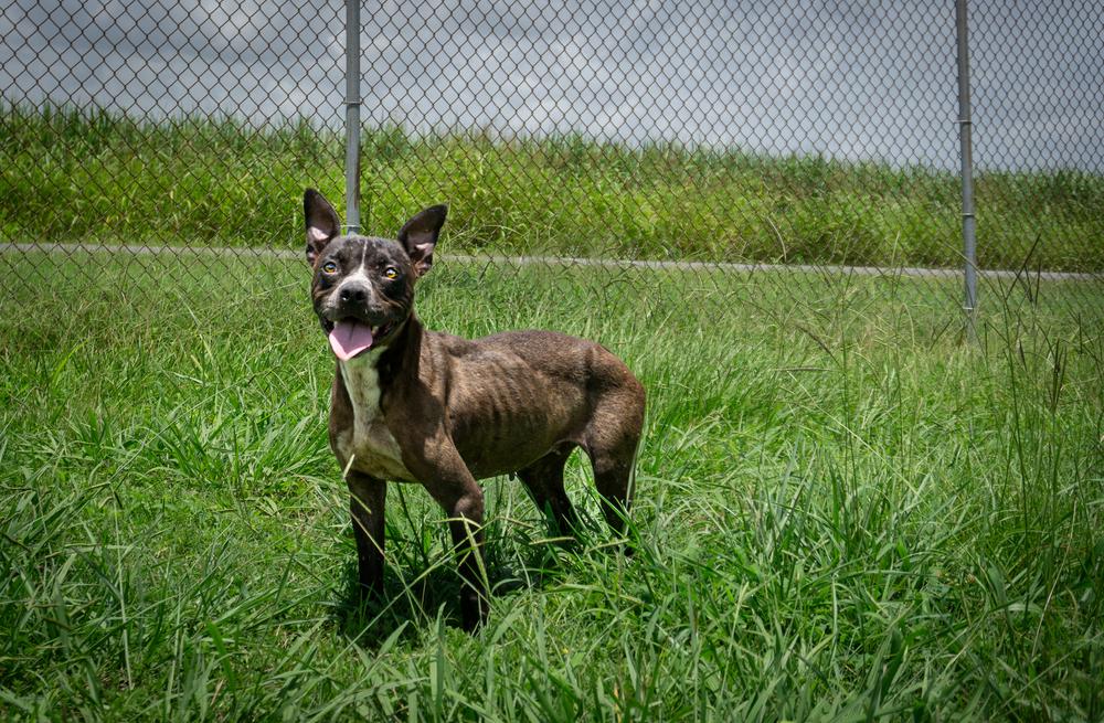 Liberty, Adoptable, Adult Female Mixed Breed.