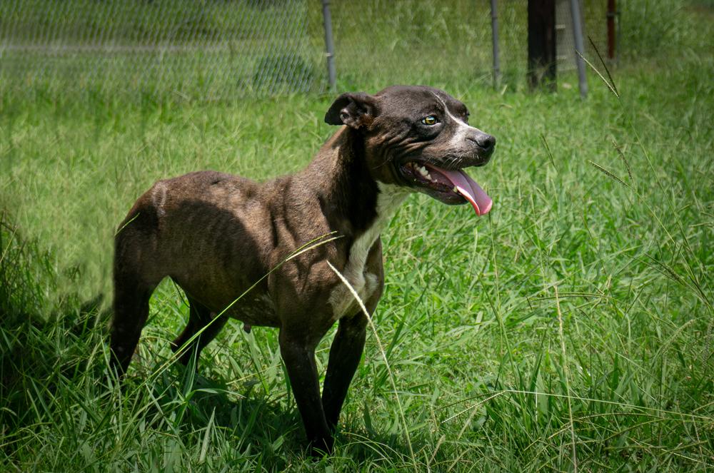 Liberty, a Adoptable Mixed Breed in Scott, LA image 2/3