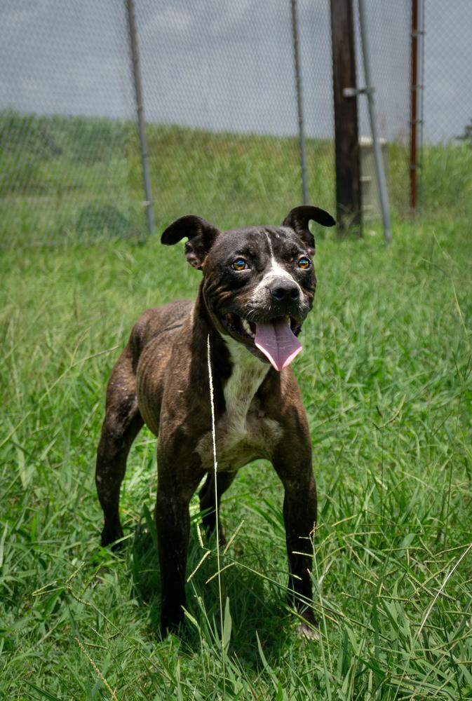 Liberty, a Adoptable Mixed Breed in Scott, LA image 3/3